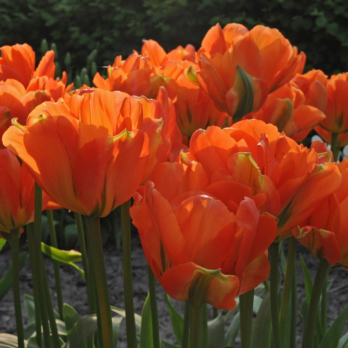 Disneyland Paris - Tulips - Fluwel