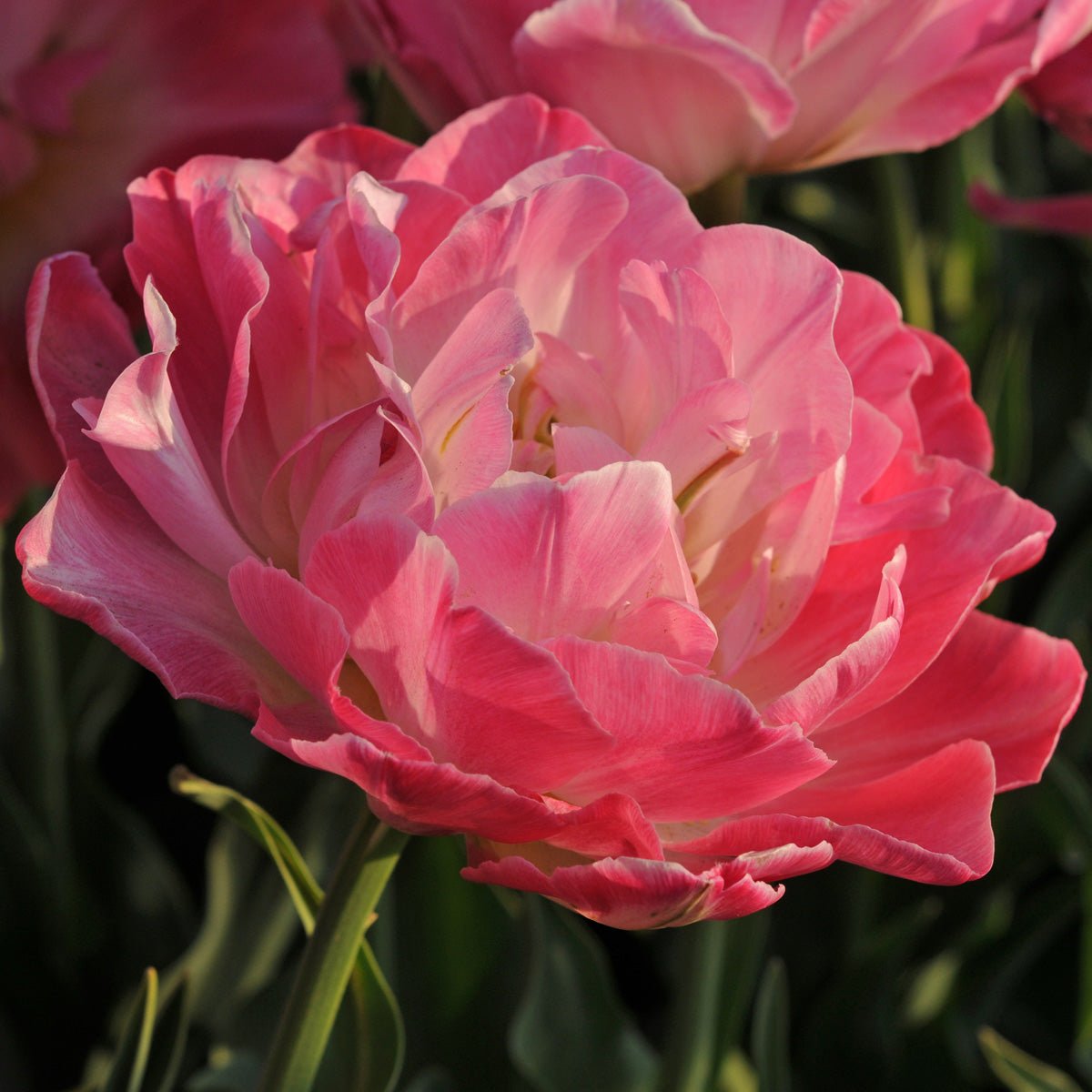 Double Sugar - Tulips - Fluwel