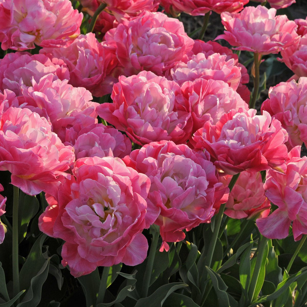 Double Sugar - Tulips - Fluwel