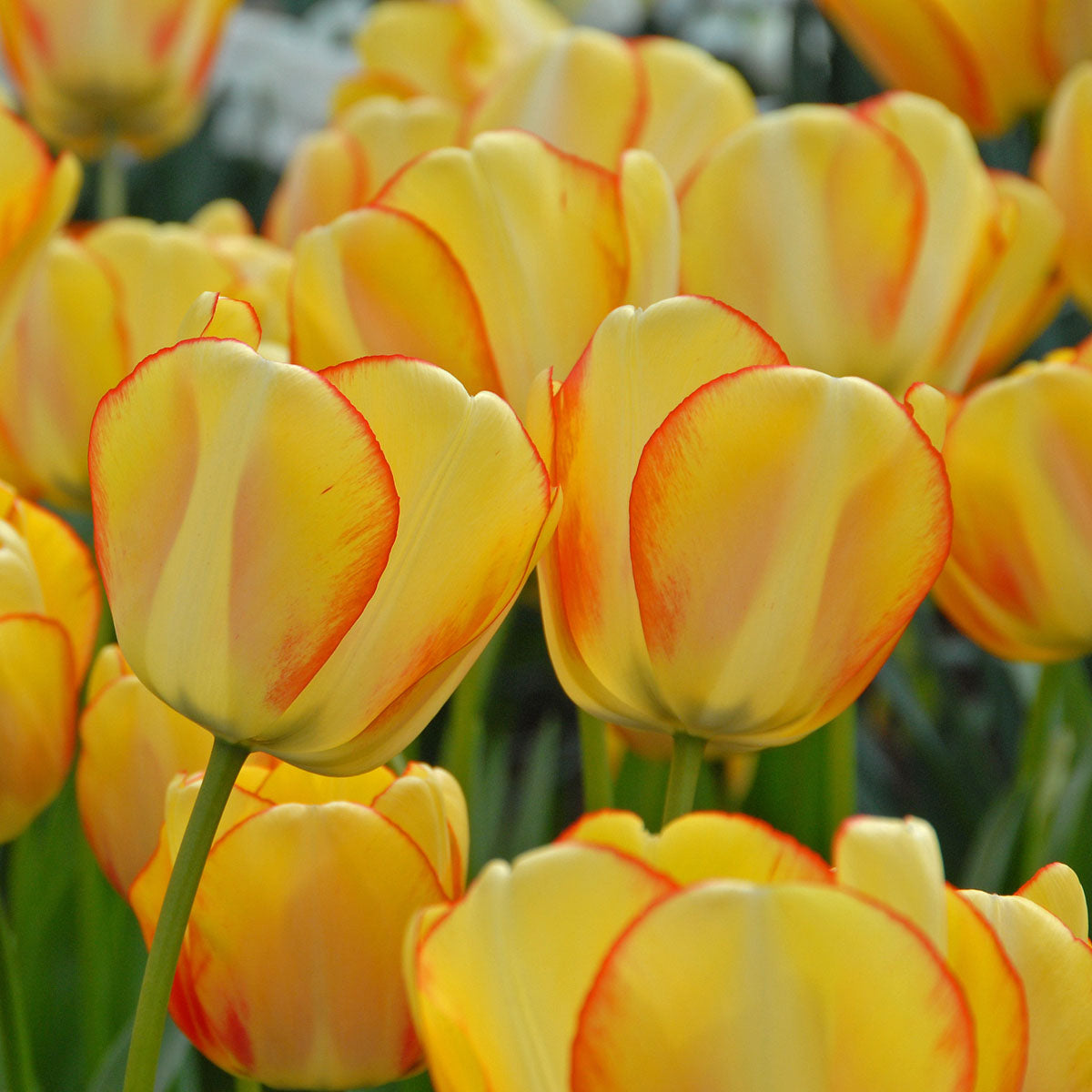 Tulipa Beauty of Spring