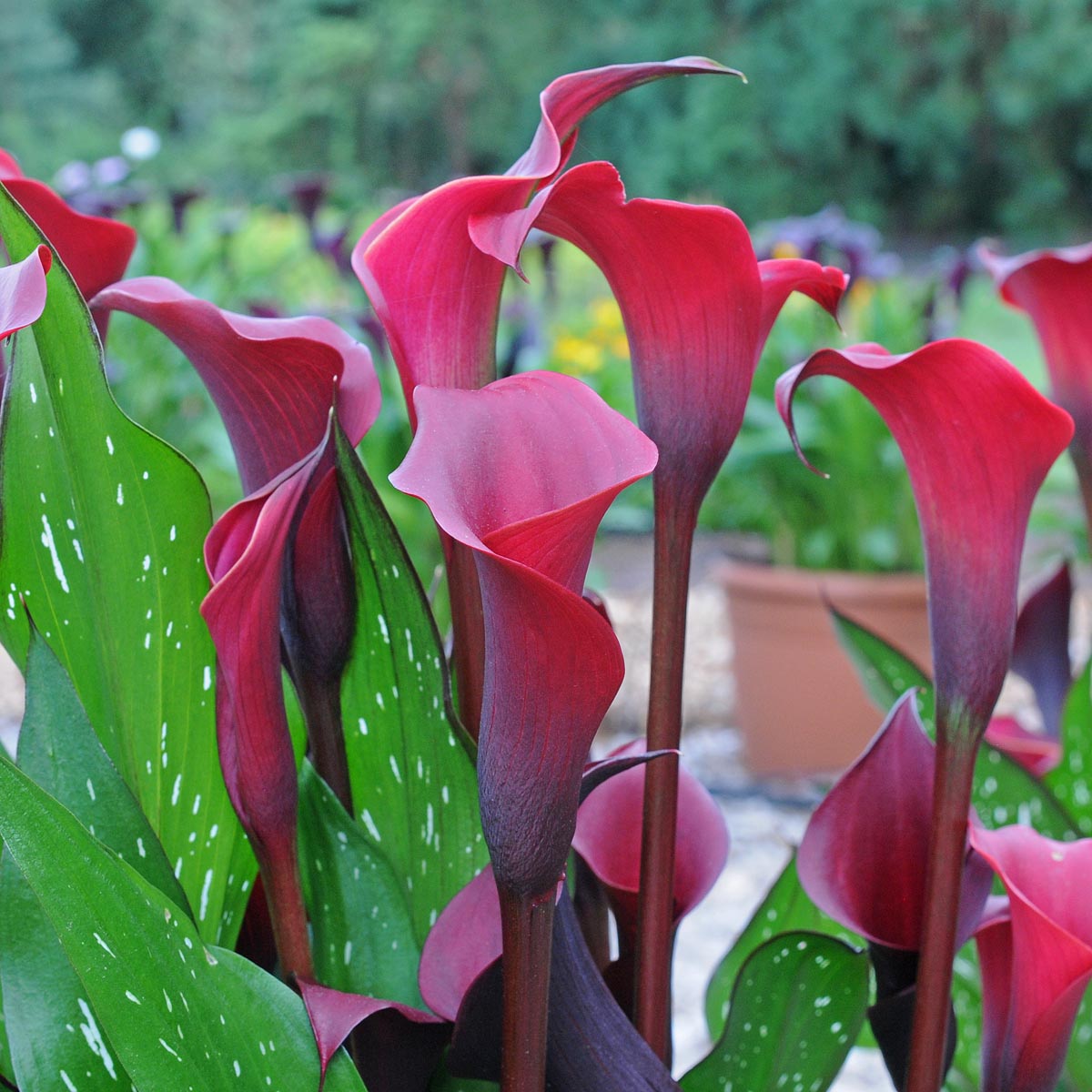 Zantedeschia Red Charm