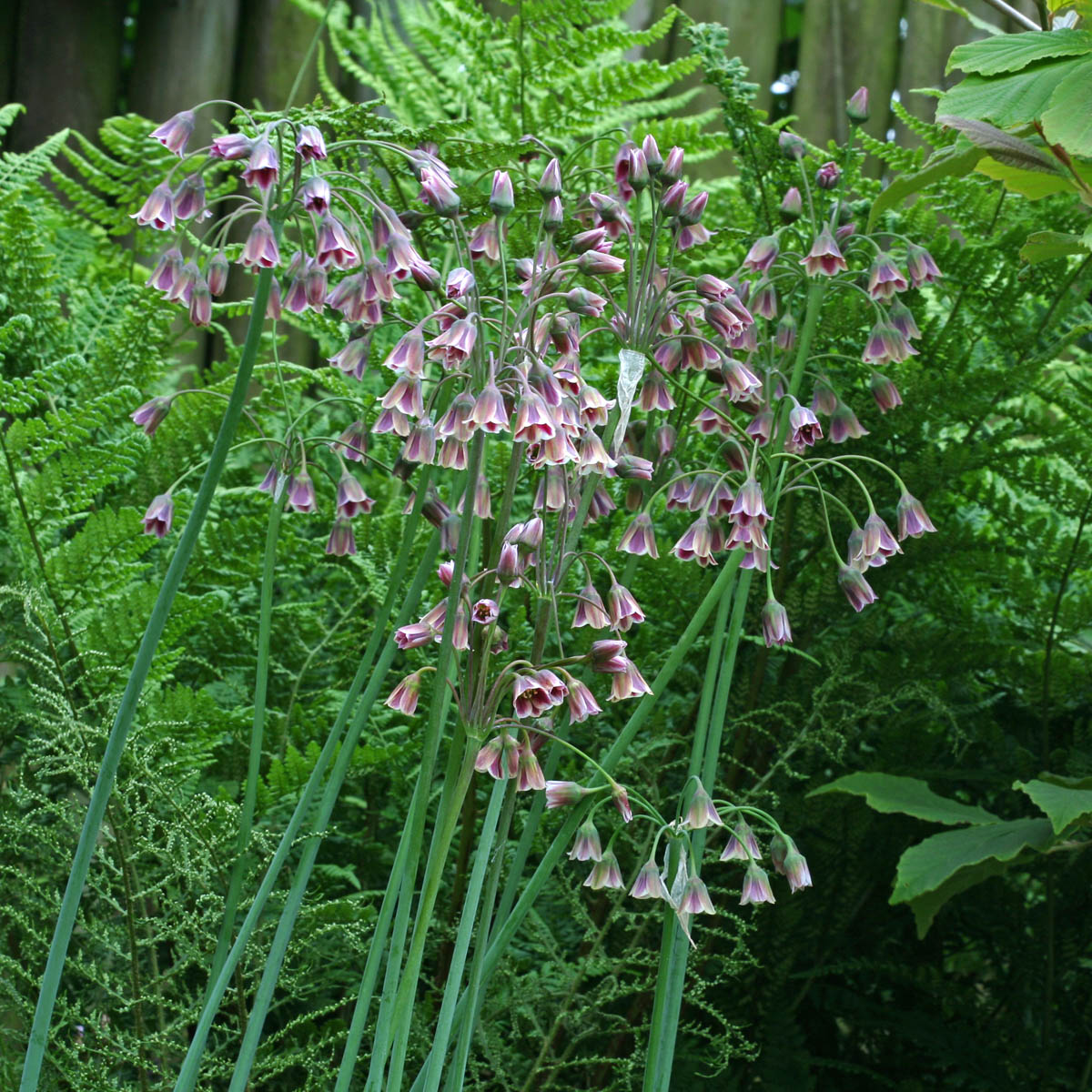 Allium siculum