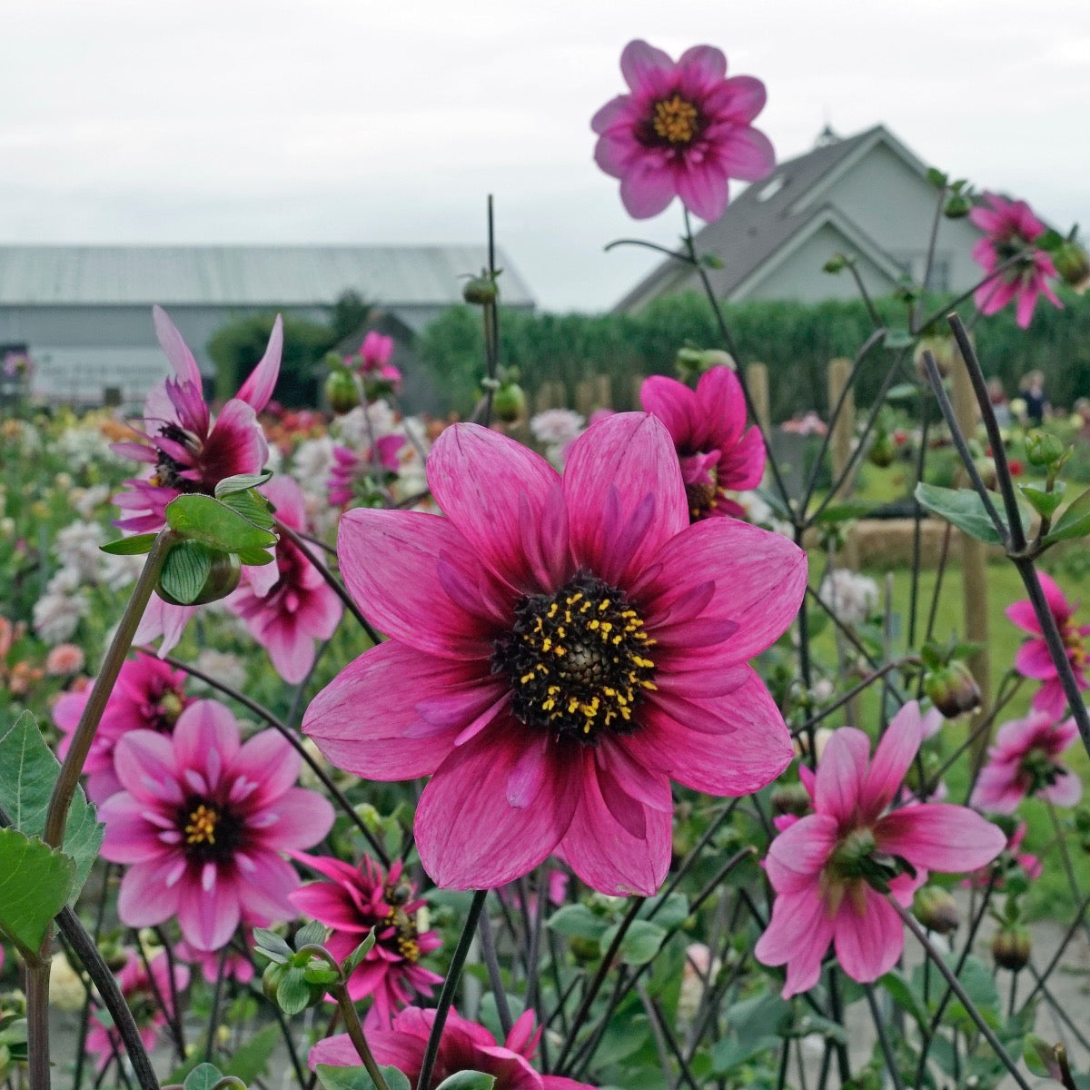Dahlie Skyfall