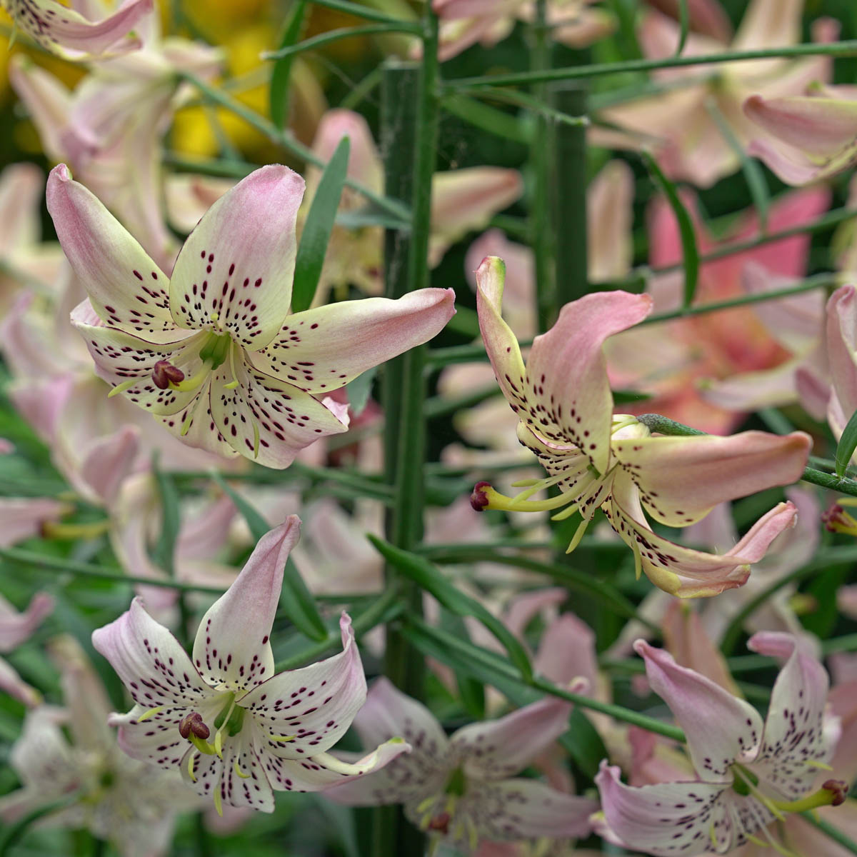 Lilium Corsage