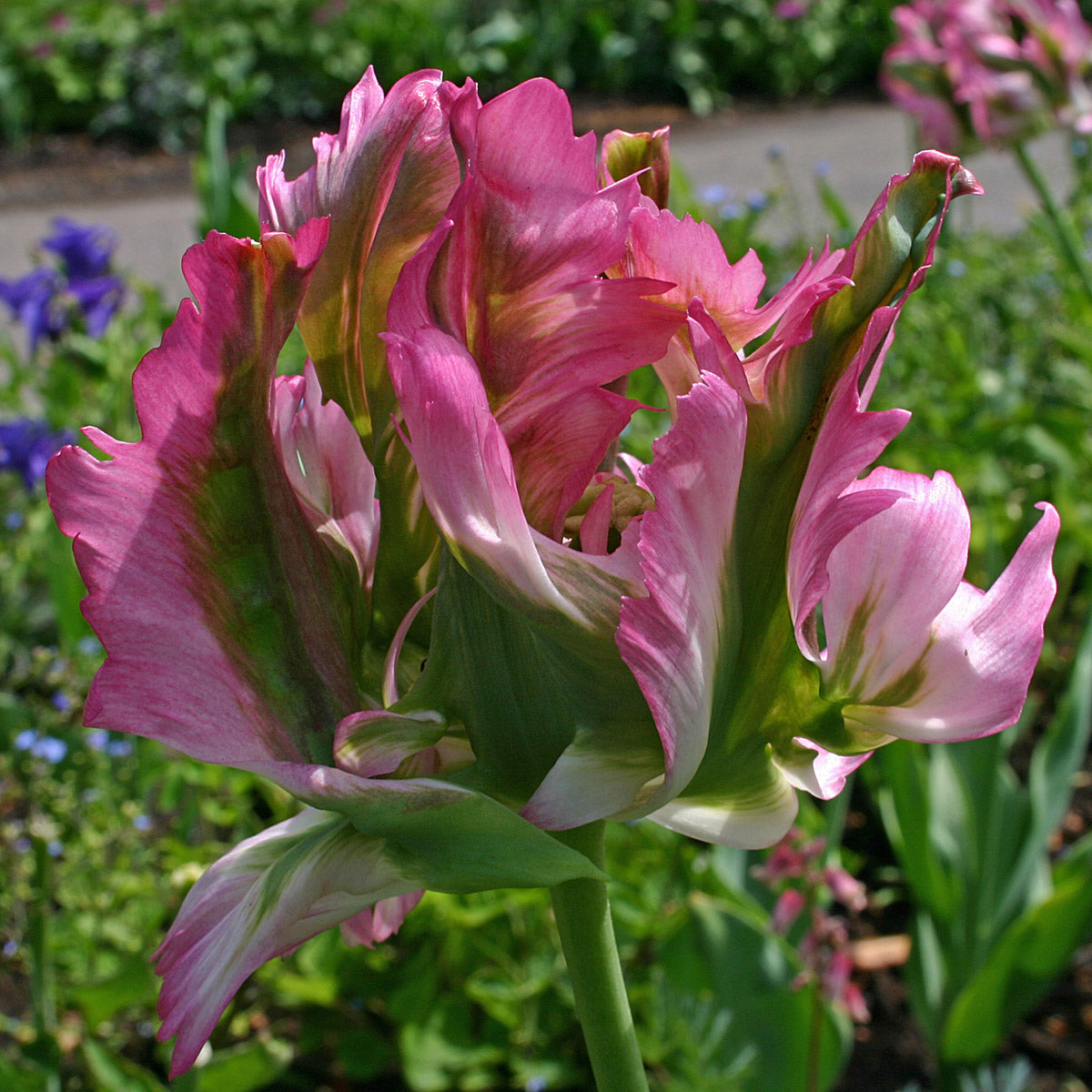 Tulipa Green Wave