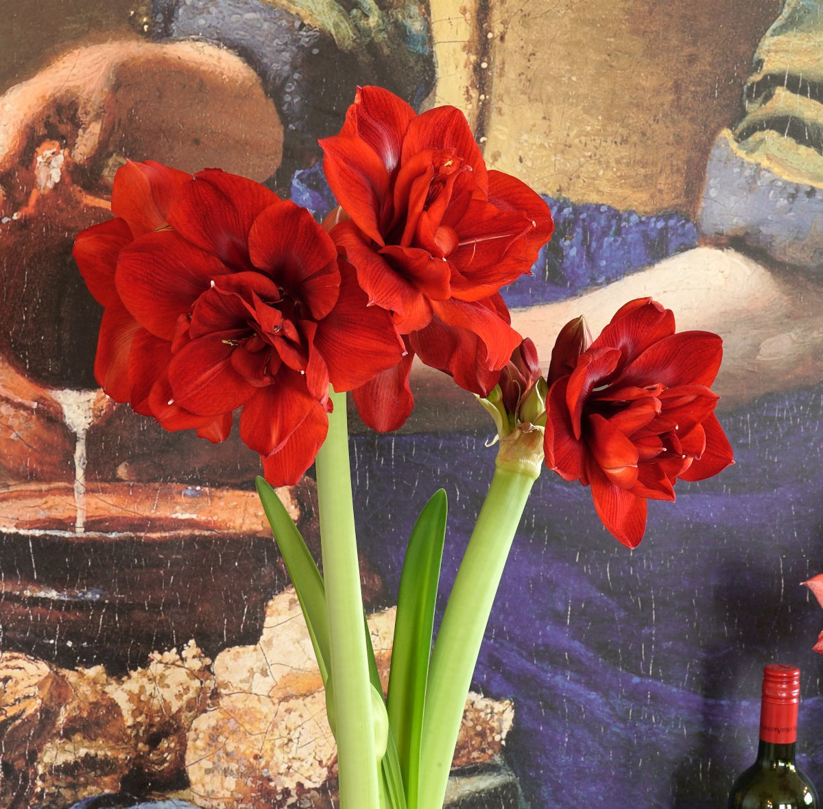 Amaryllis Velvet Nymph