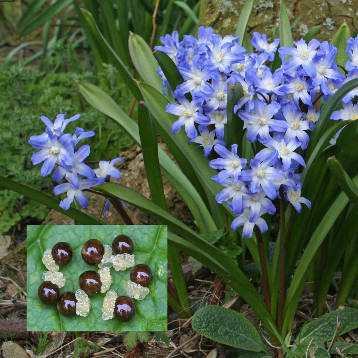 Chionodoxa forbesi (Schneestolz)