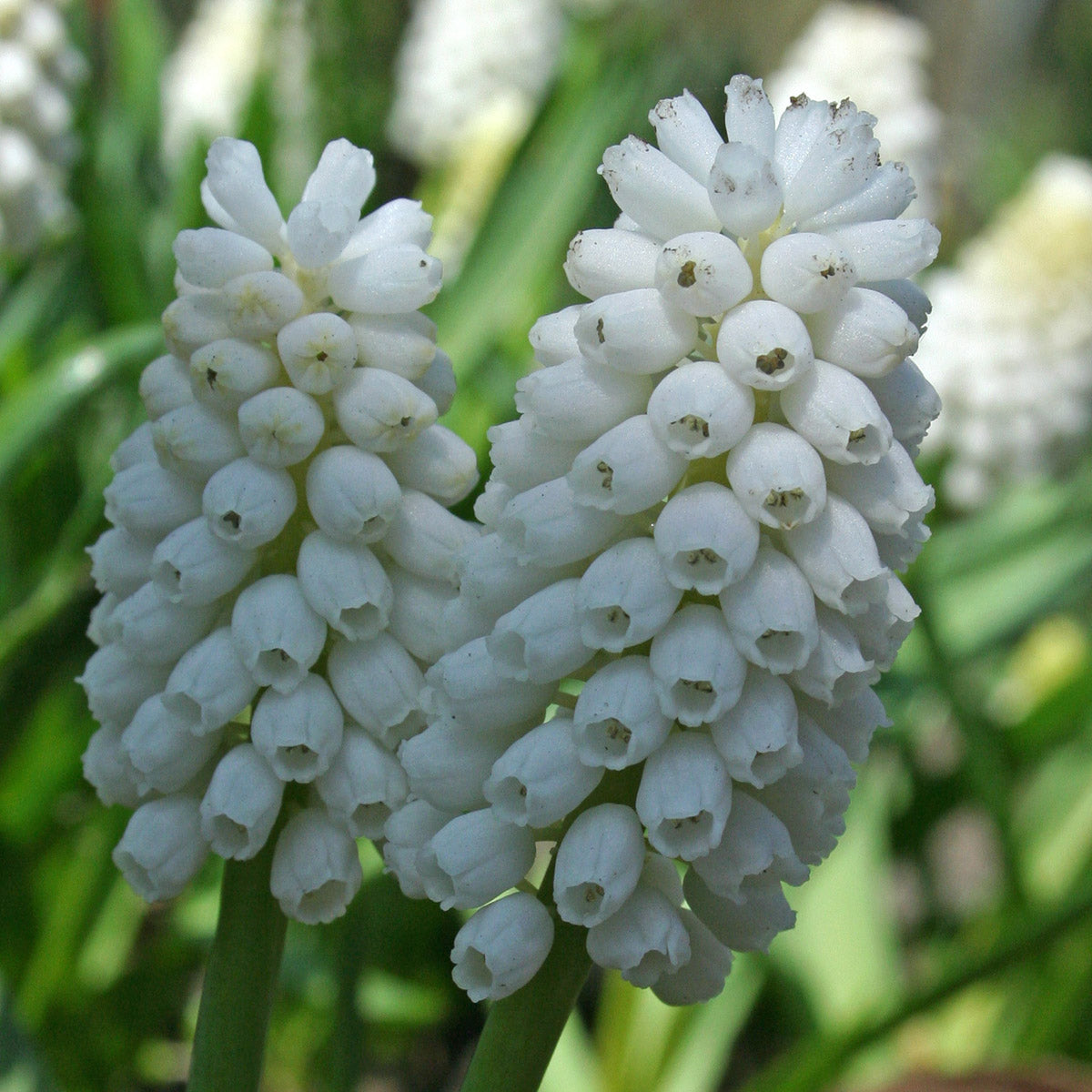 Muscari aucheri White Magic