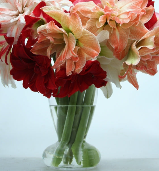 Amaryllis vase mit Amaryllis