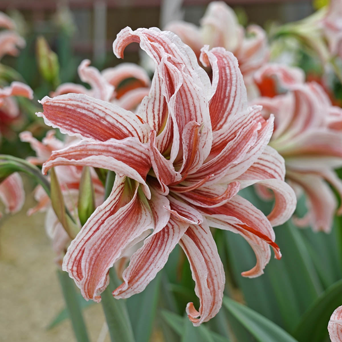 Amaryllis Doublet