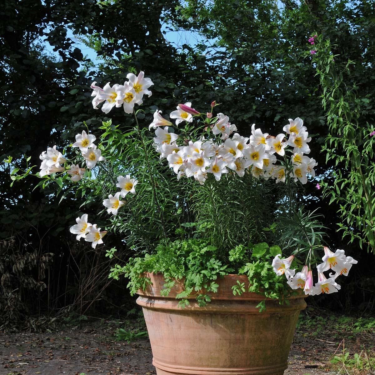 Lilium regale