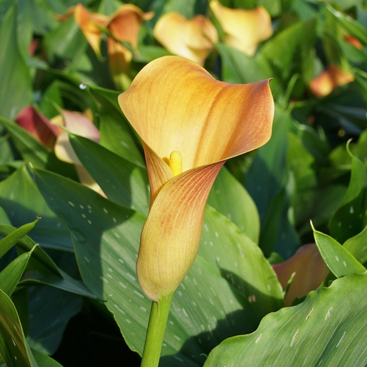 Zantedeschia Qatar