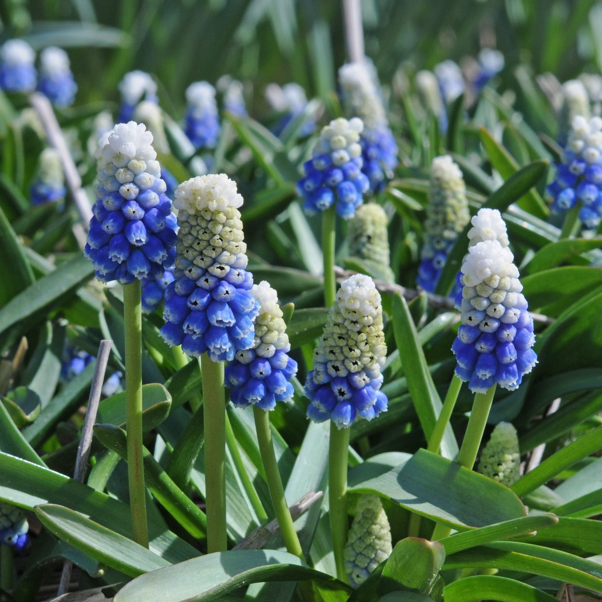 Muscari Mountain Lady