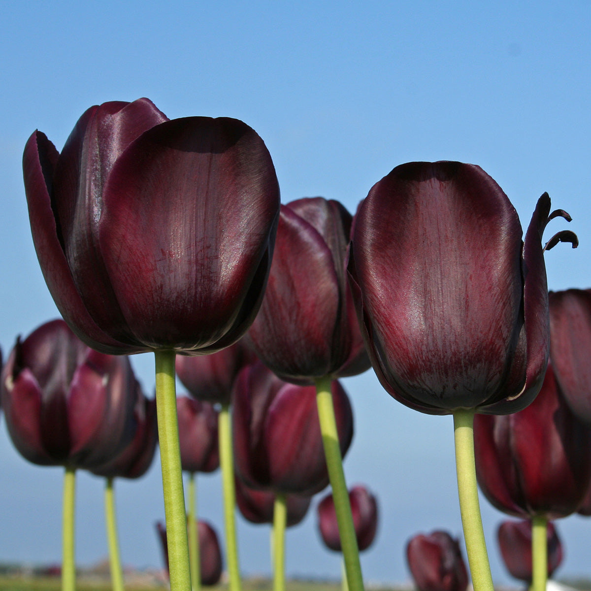 Tulipa Queen of Night