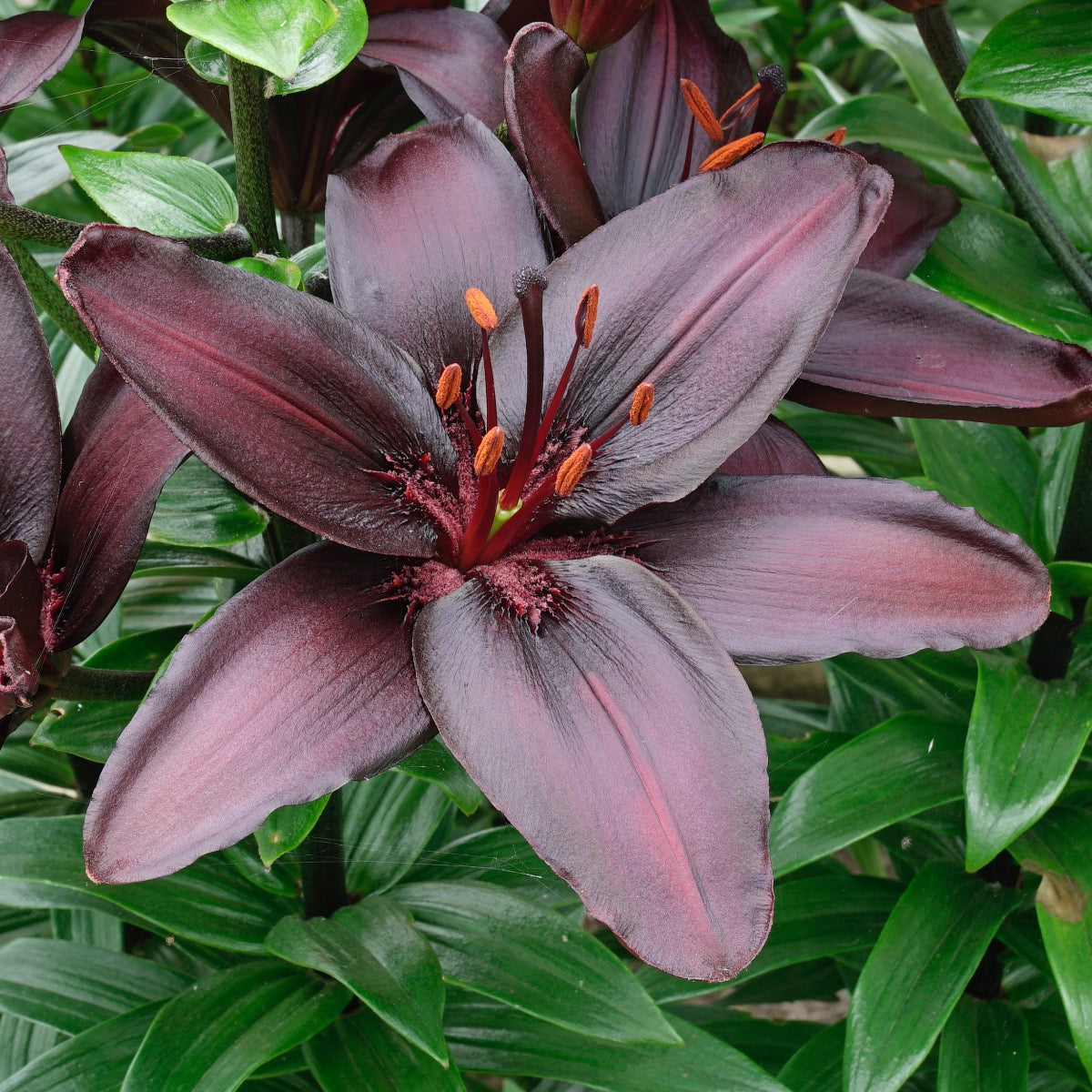 Lilium Blackstone