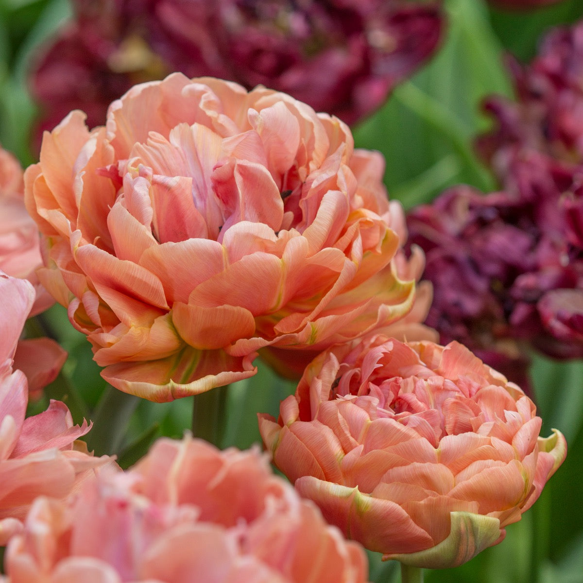 Tulip Copper Image | Tulpenzwiebeln online bestellen bei Fluwel