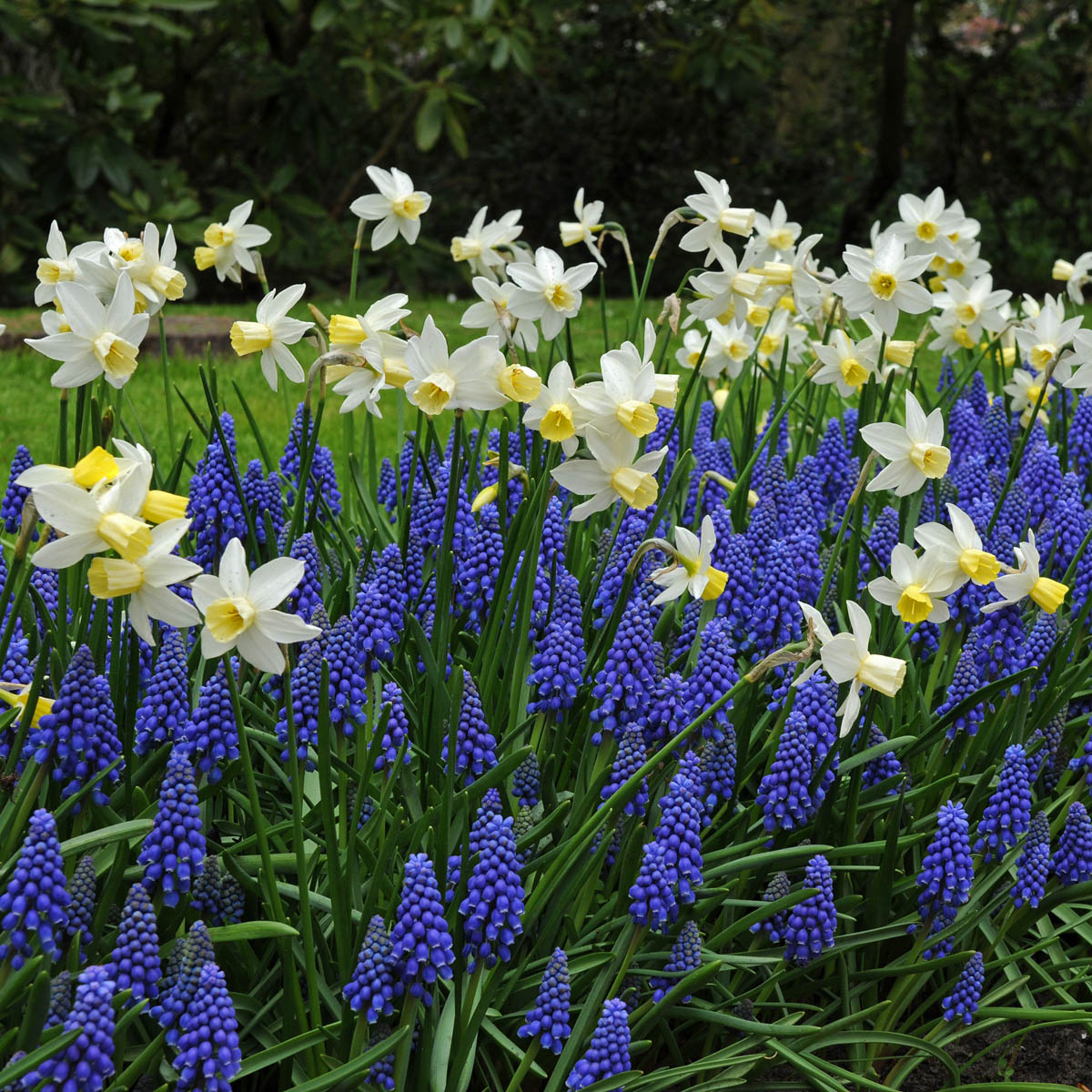 Mixture Muscari and Narcissus Sail Away