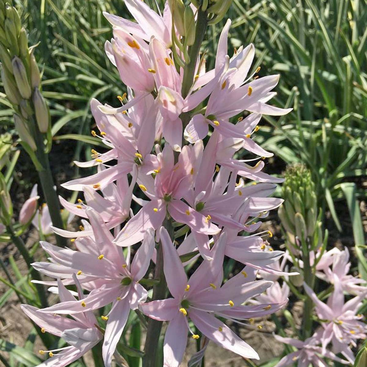 Camassia leichtlinii soft pink