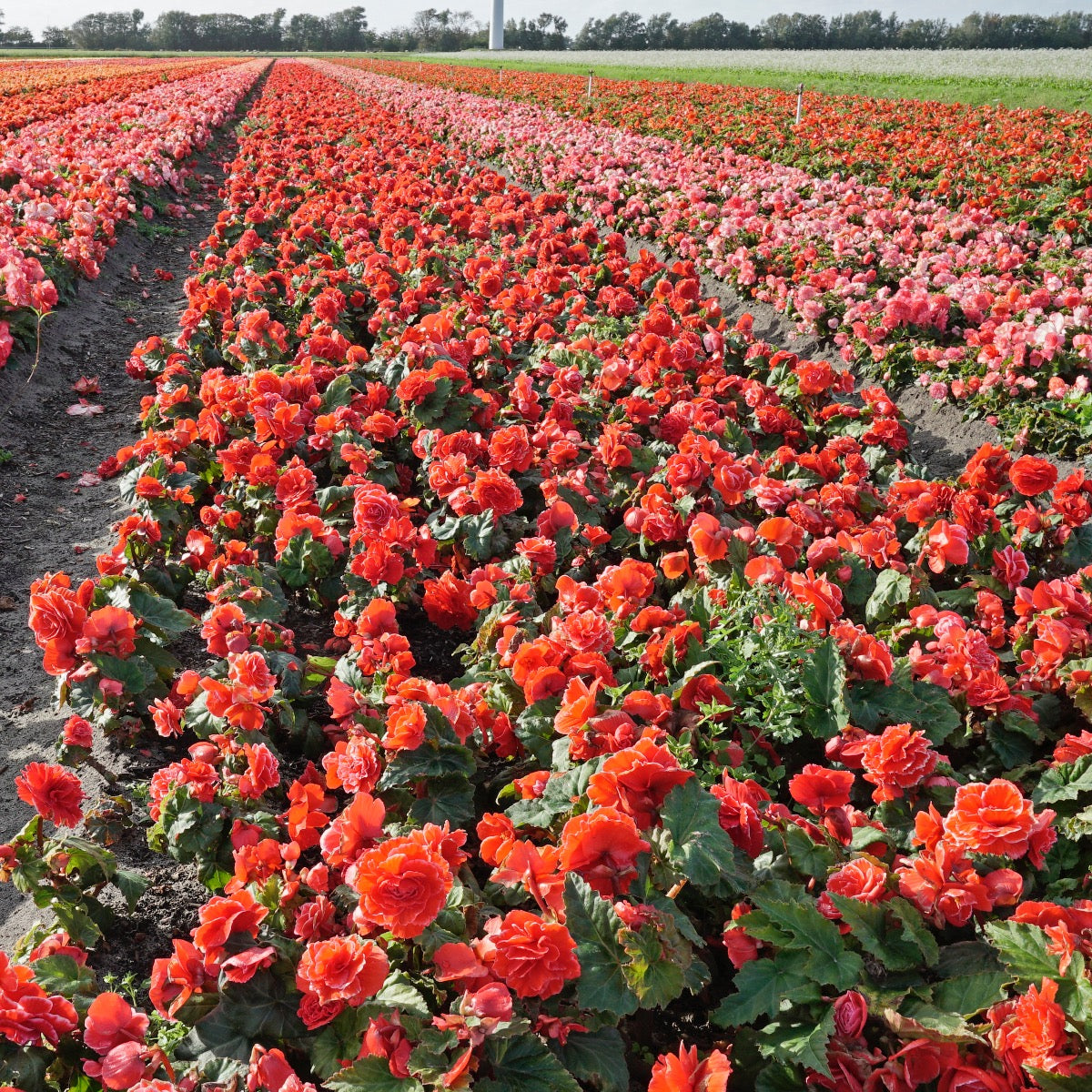 Begonia Lace Picotee Red