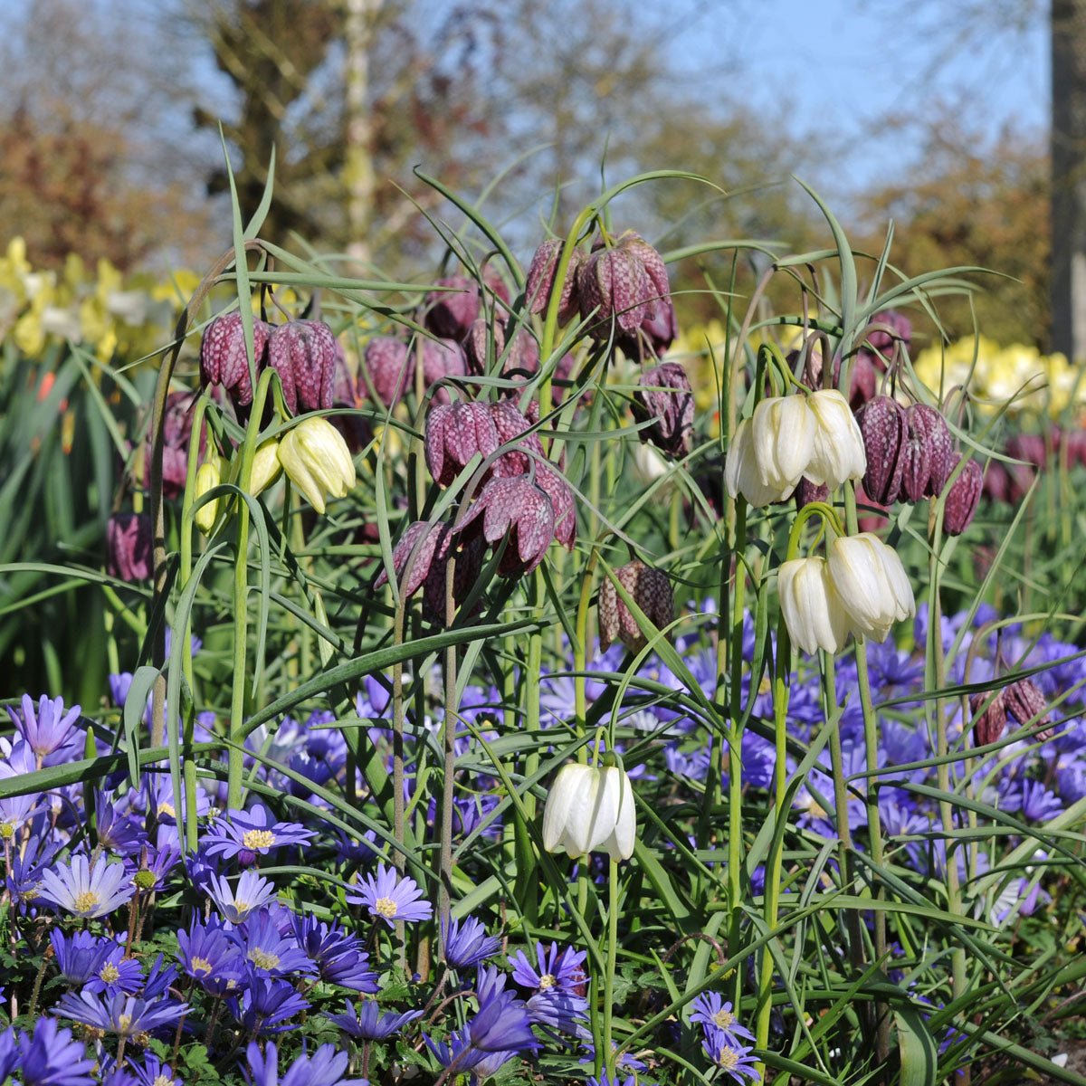 Fritillaria meleagris - Spring specialty bulbs - Fluwel