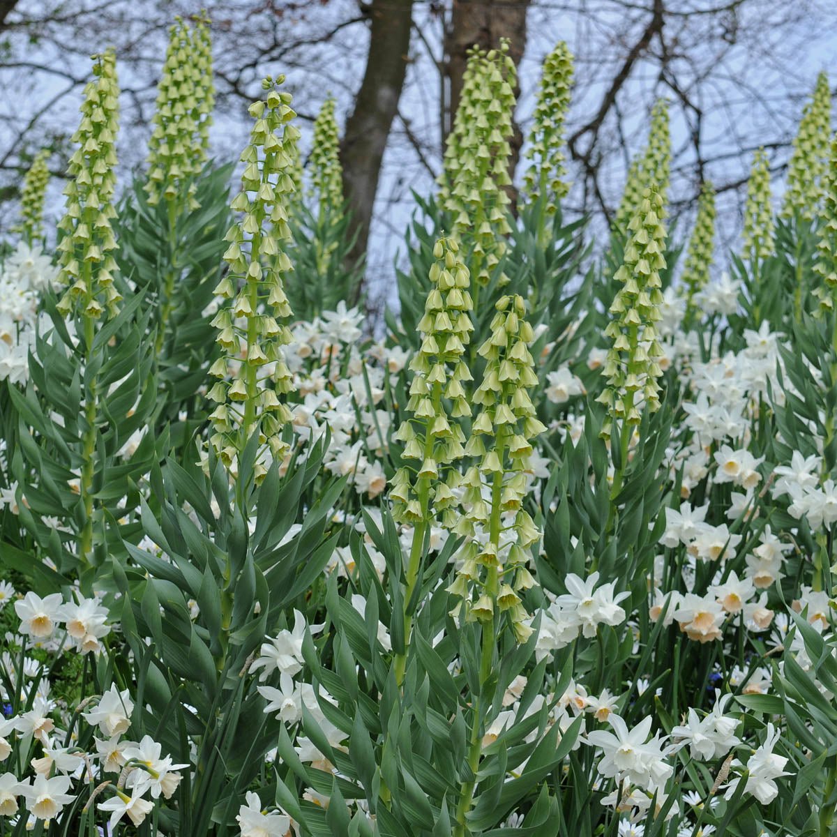 Fritillaria persica Ivory Bells - Spring specialty bulbs - Fluwel