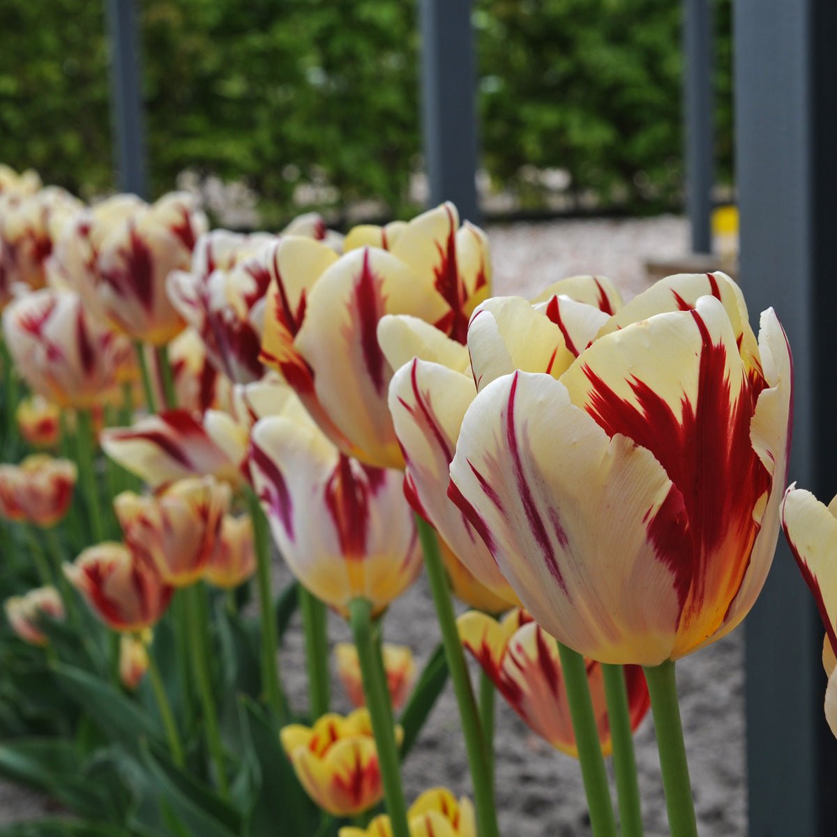 Grand Perfection - Tulips - Fluwel