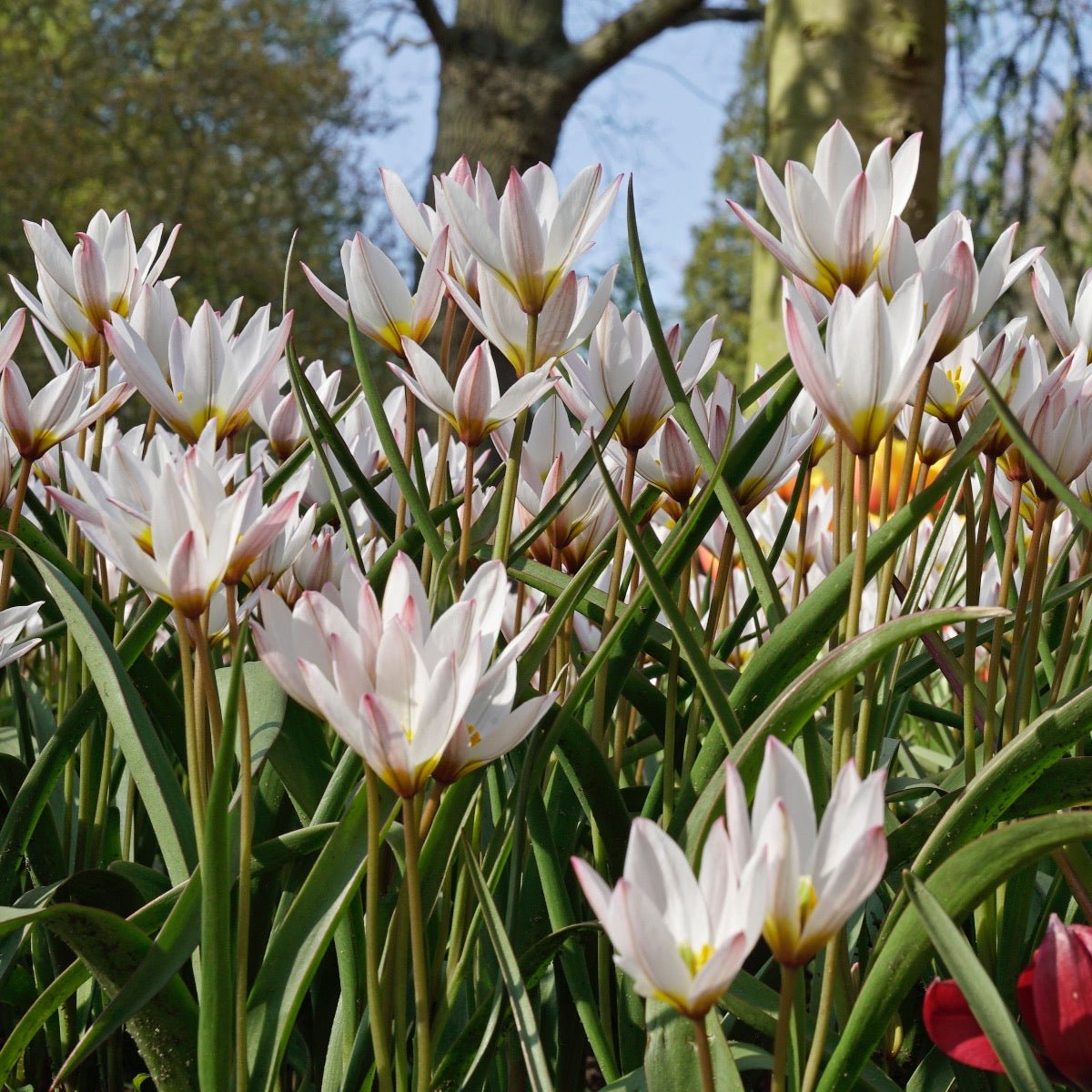 Hilde - Tulips - Fluwel