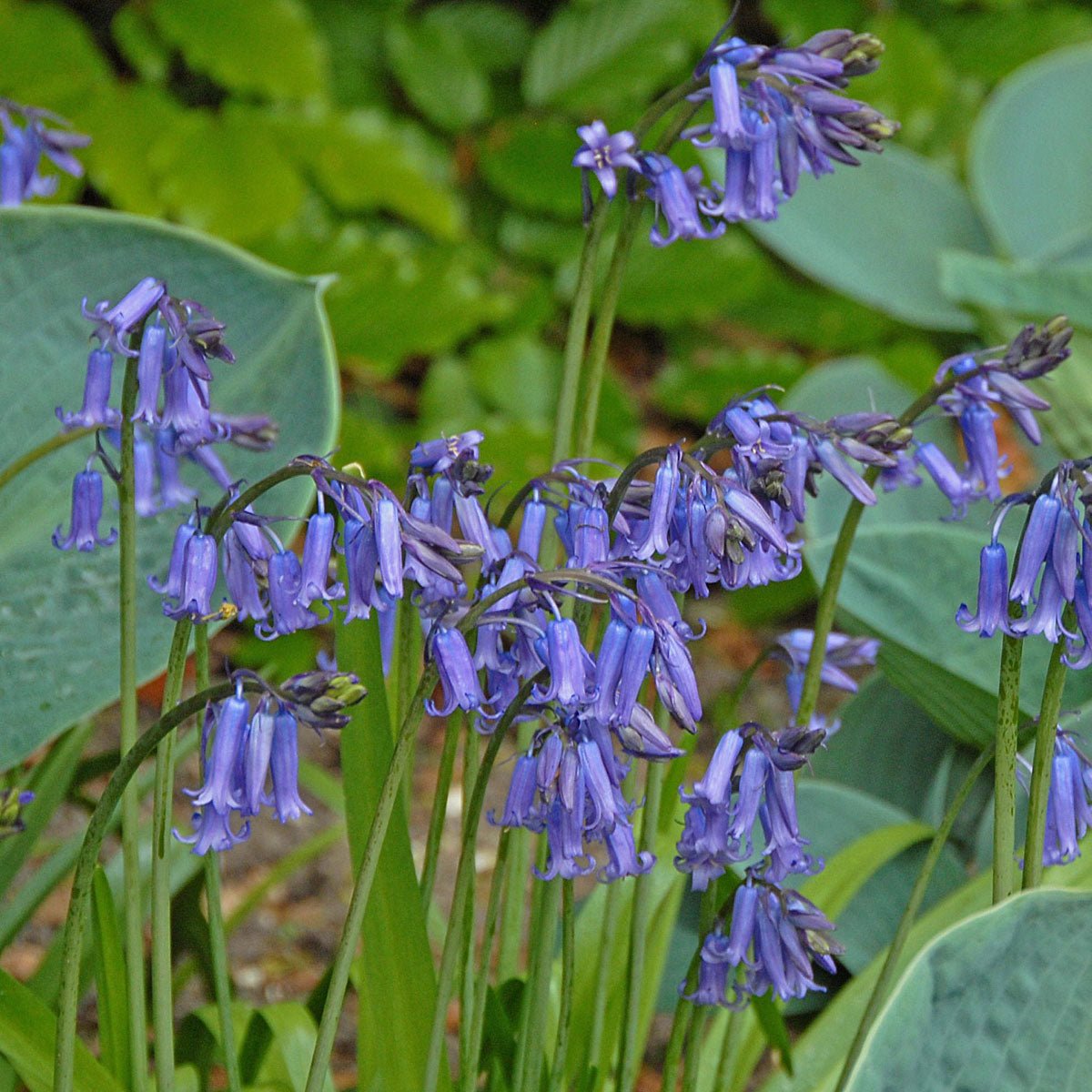 Hyacinthoides non - scripta - Spring specialty bulbs - Fluwel