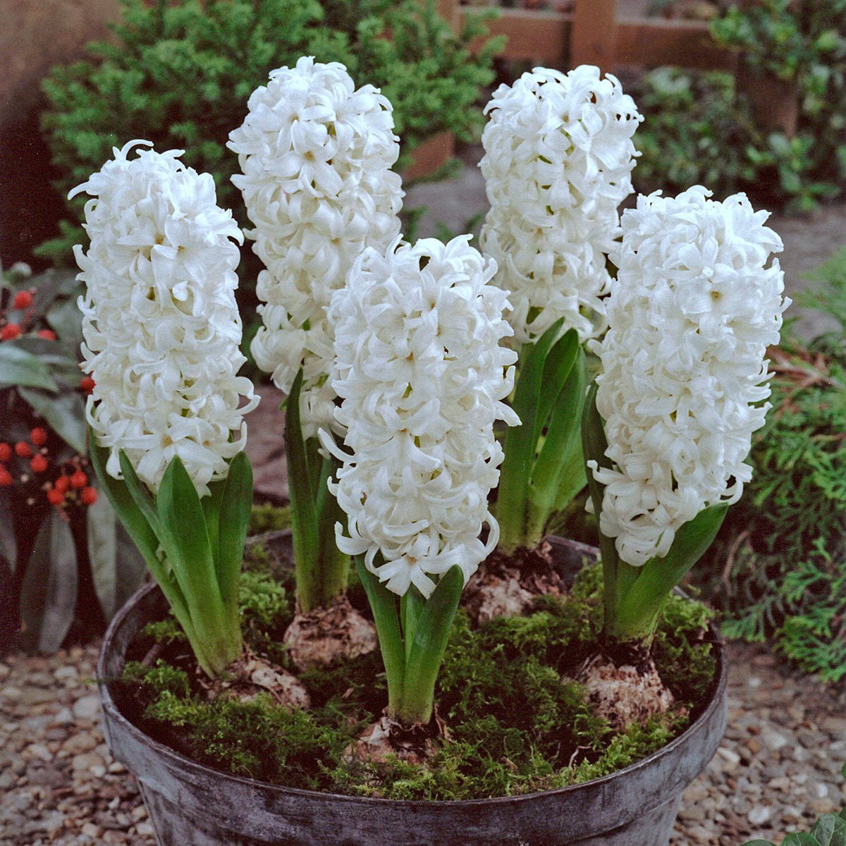 Hyacinthus Aiolos - Hyacinths - Fluwel