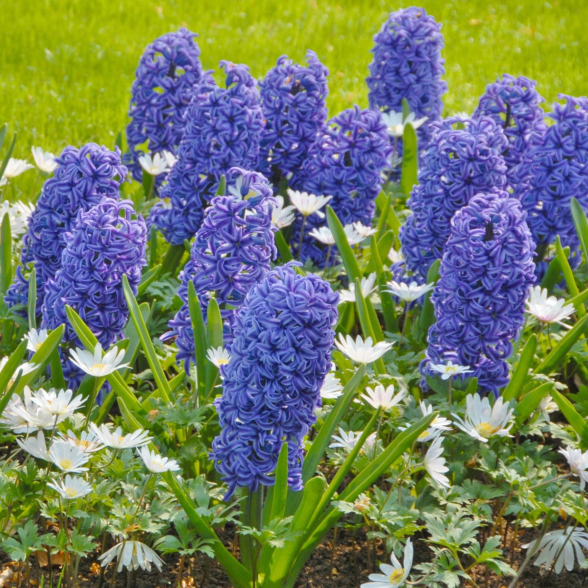 Hyacinthus Blue Jacket - Hyacinths - Fluwel
