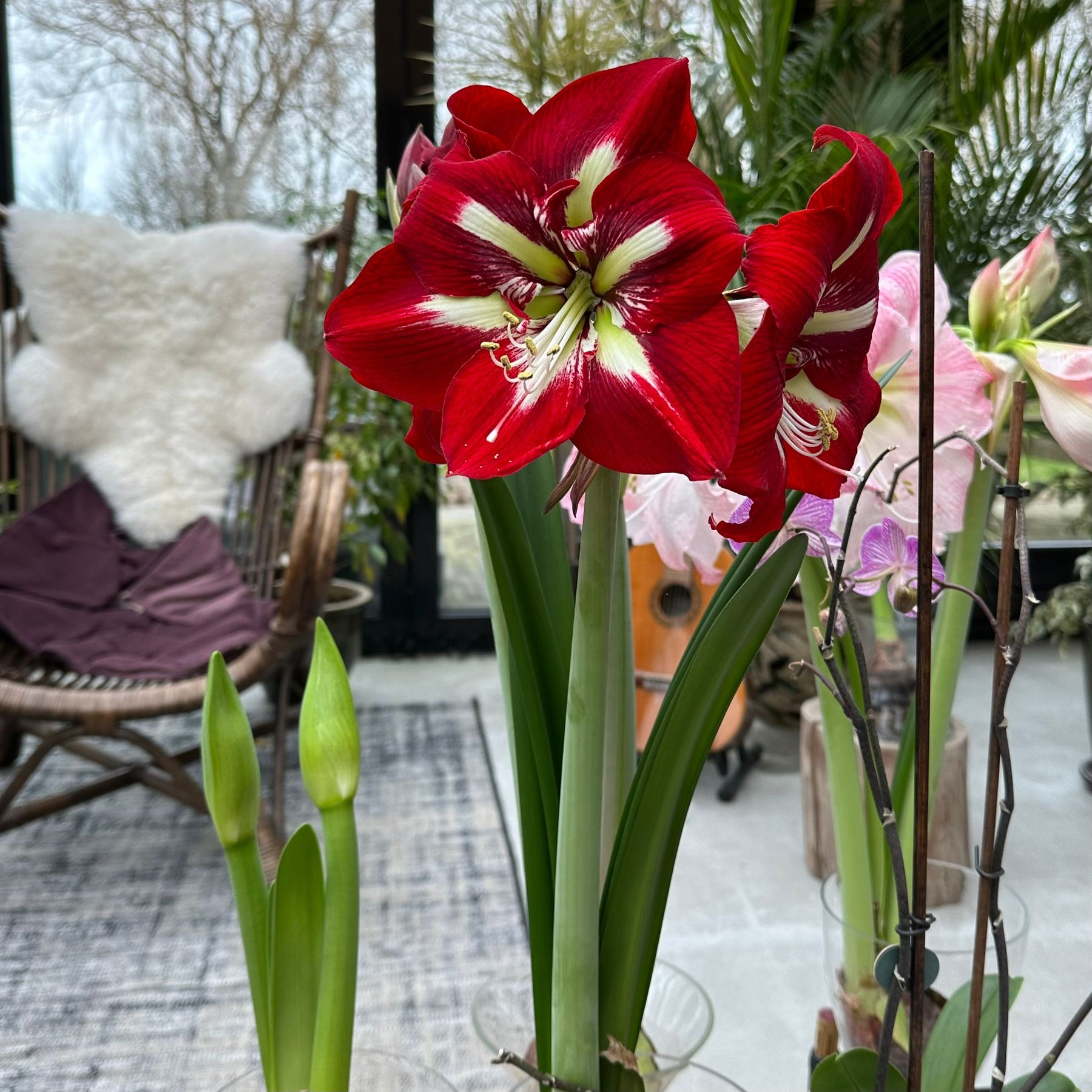 Amaryllis Barbados