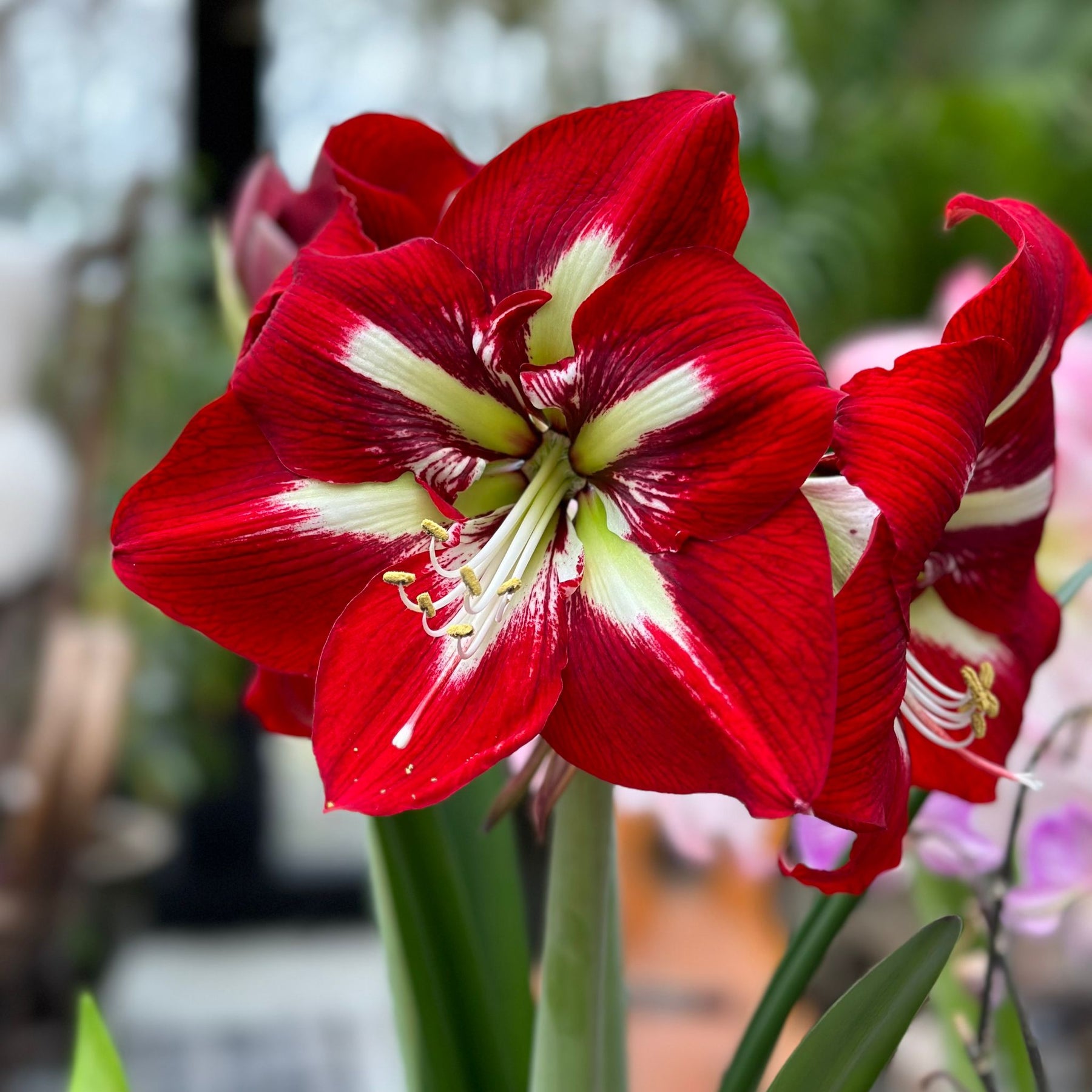 Amaryllis Barbados