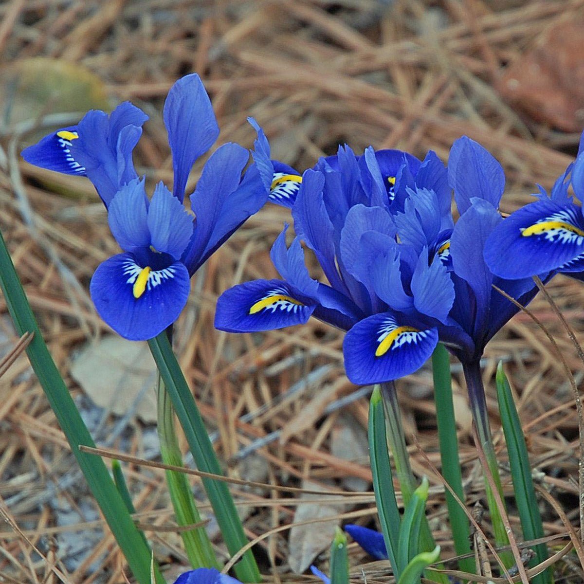 Iris reticulata Harmony - Spring specialty bulbs - Fluwel