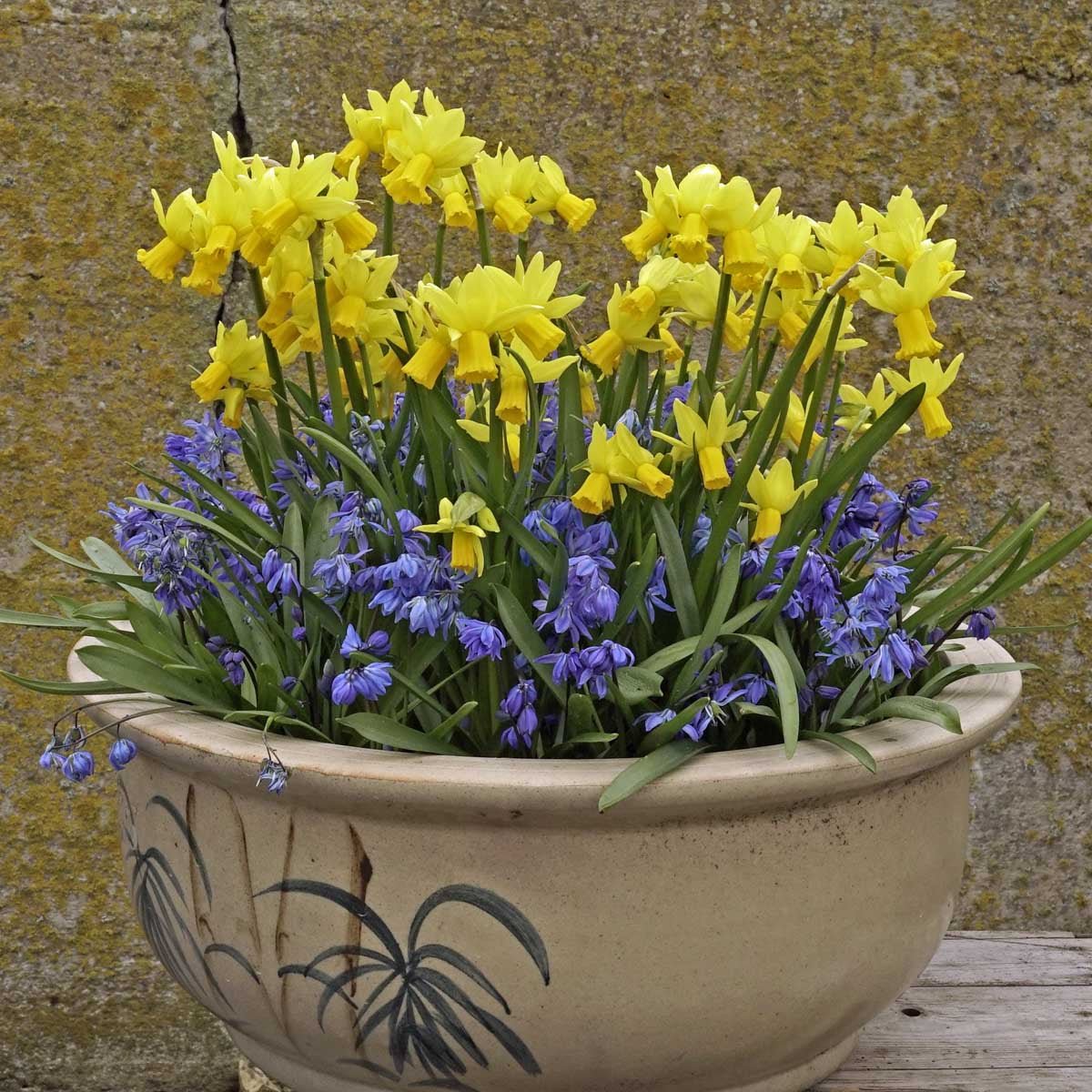 Jumblie - Special Narcissus - Fluwel