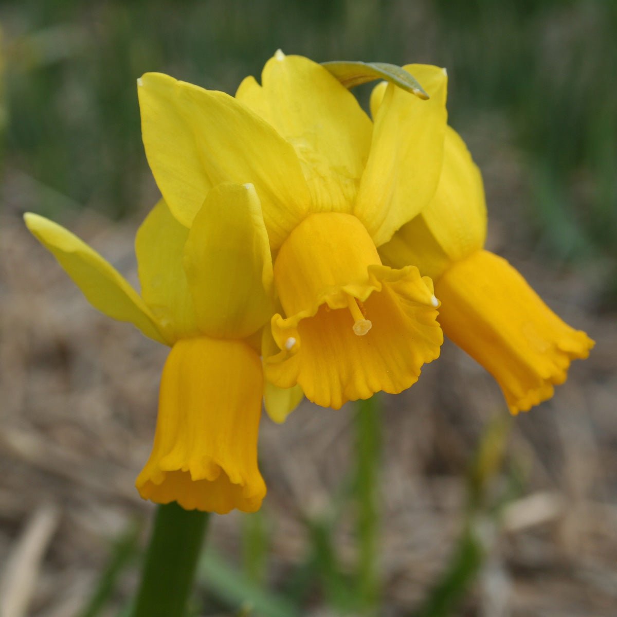 Jumblie - Special Narcissus - Fluwel