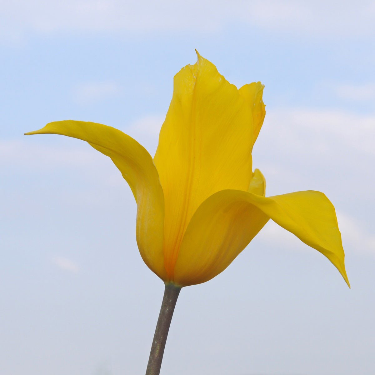 La Perla - Tulips - Fluwel