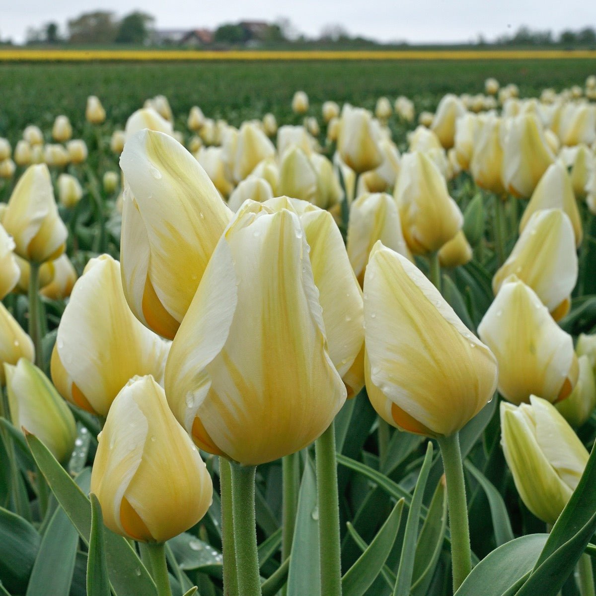 Lemon Chiffon - Tulips - Fluwel