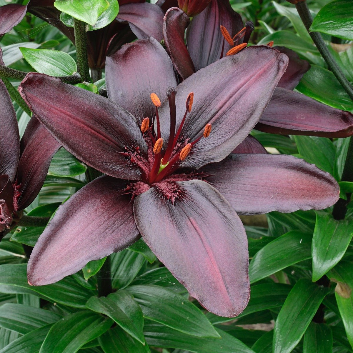 Lilium Blackstone - Lilies - Fluwel