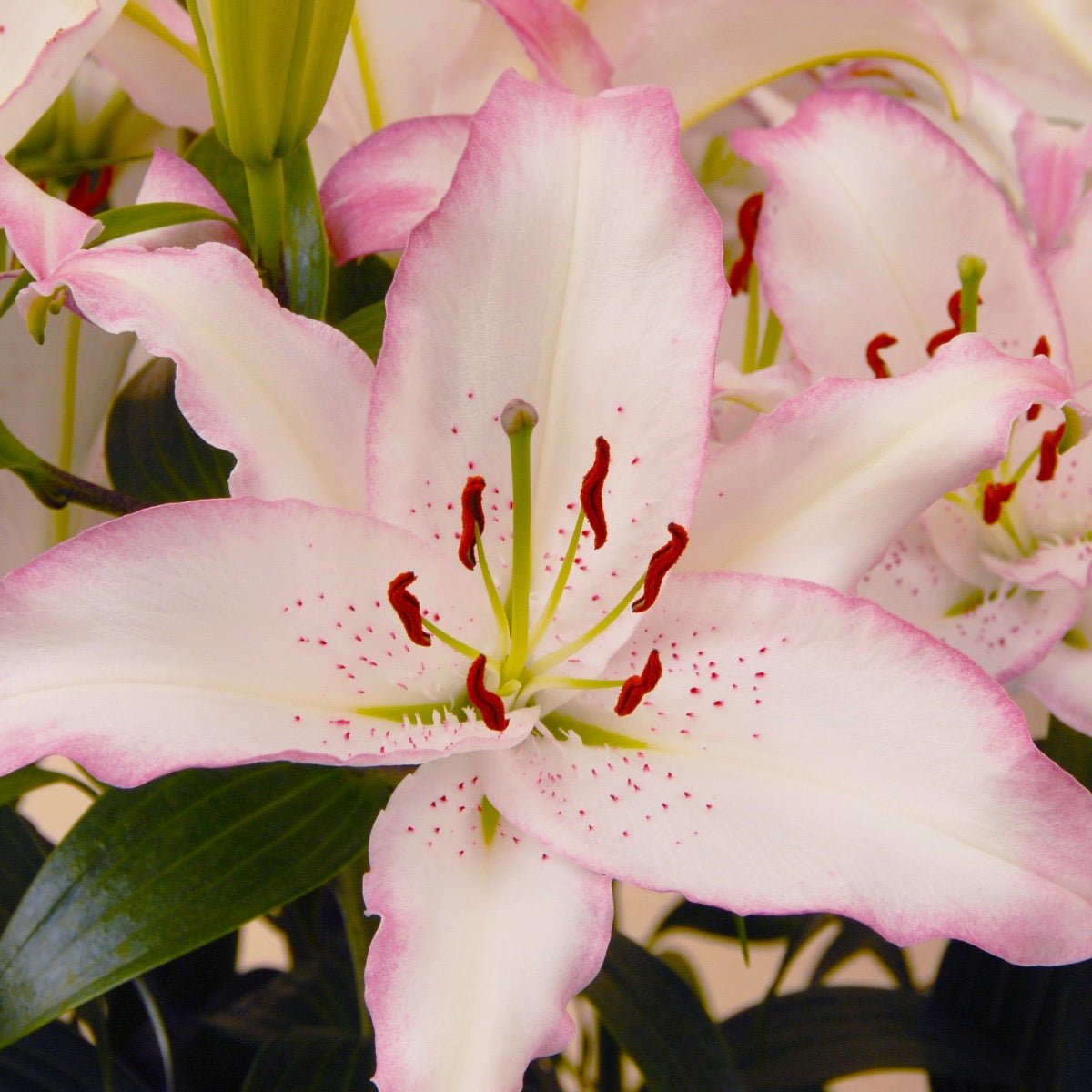 Lilium Brasilia - Lilies - Fluwel