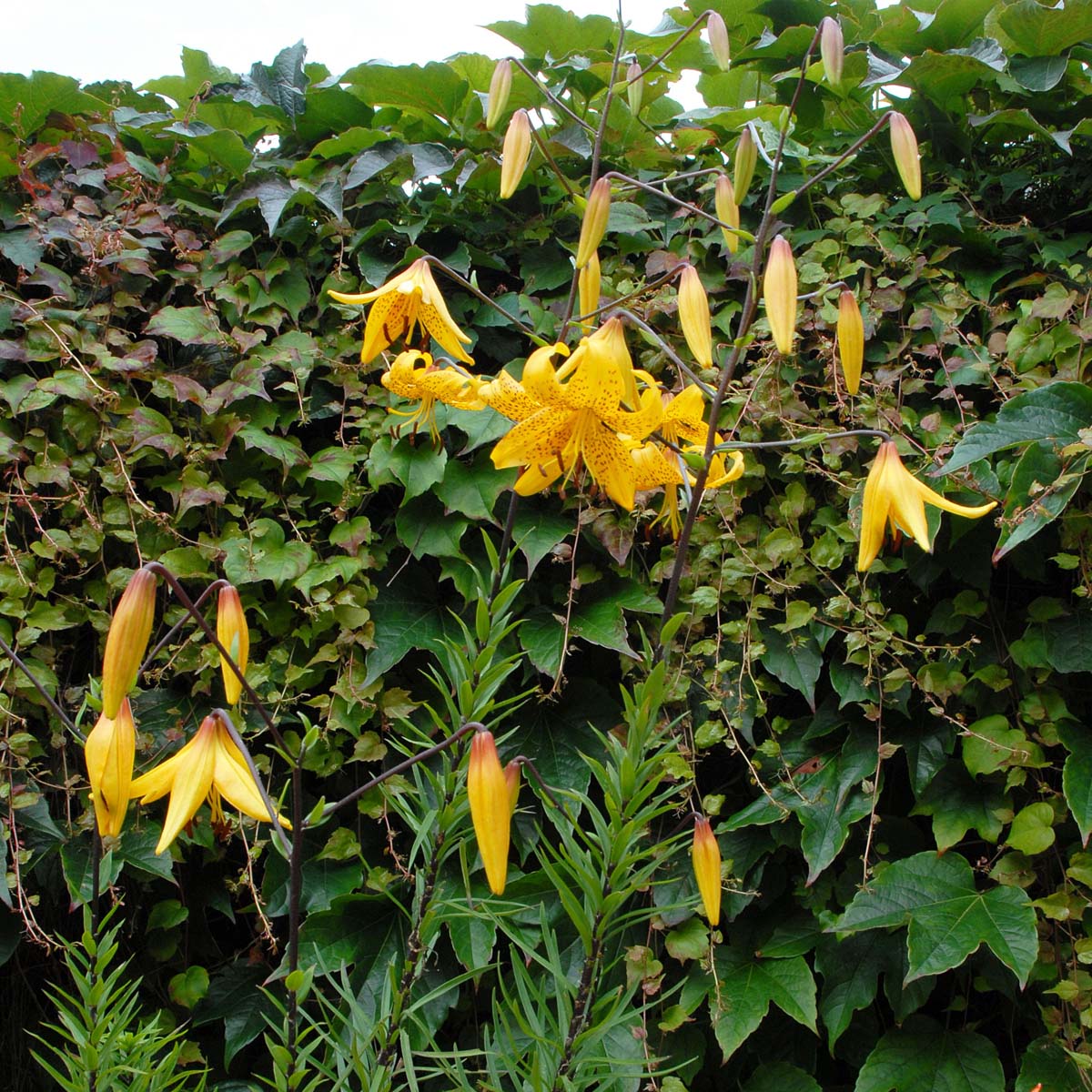 Lilium Leichtlinii - Lilies - Fluwel