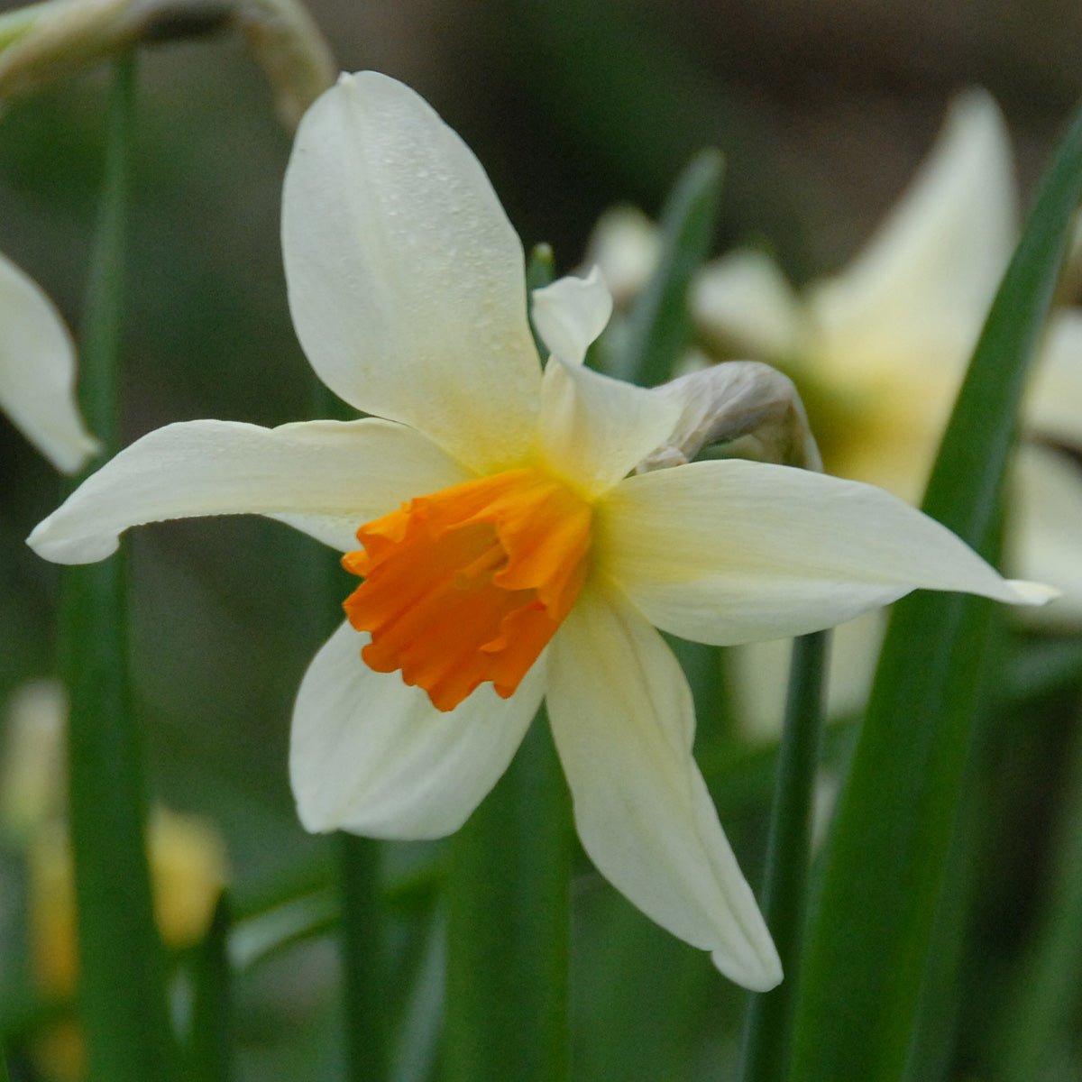 Lucifer - Special Narcissus - Fluwel