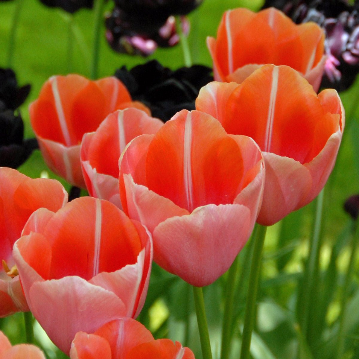 Menton - Tulips - Fluwel