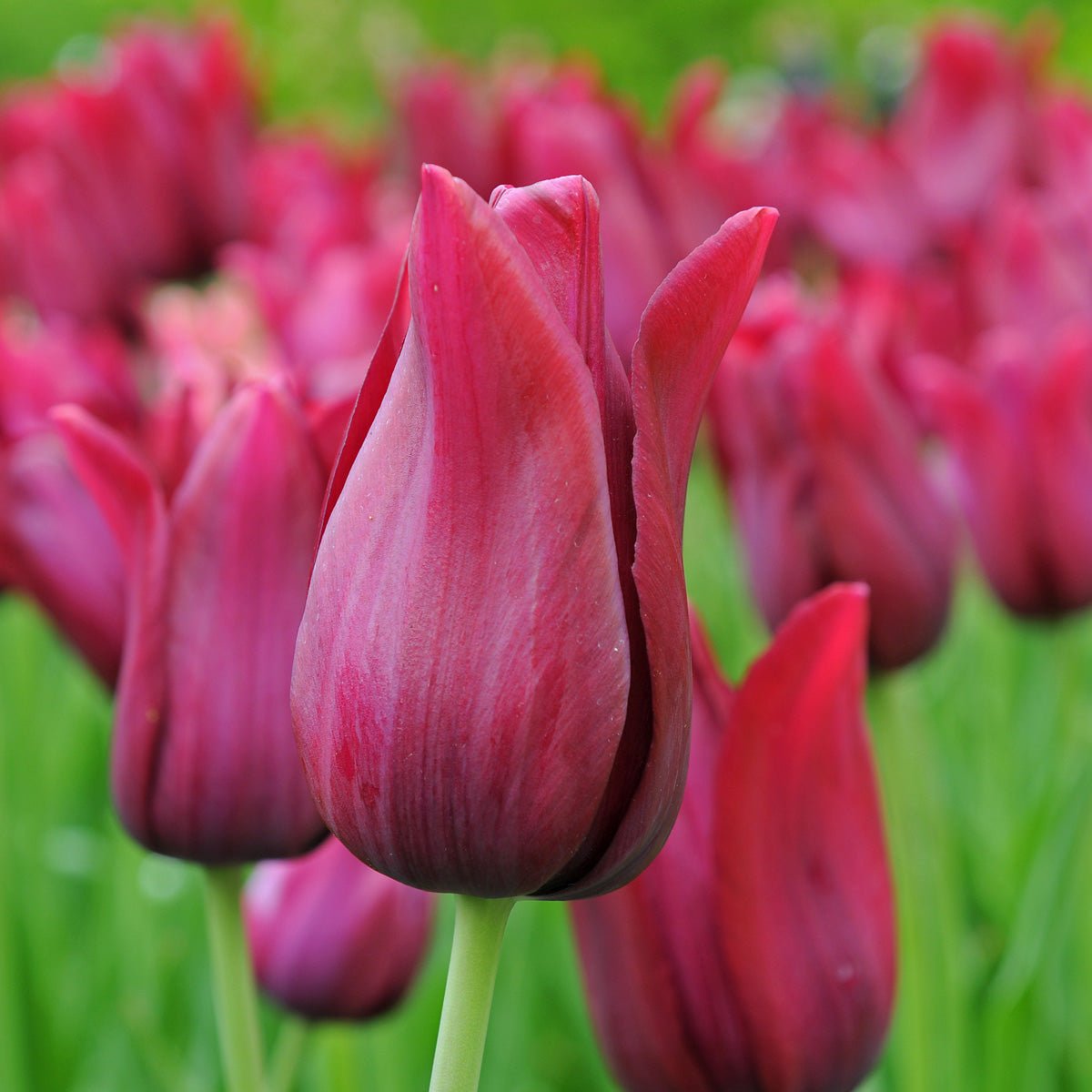 Merlot - Tulips - Fluwel