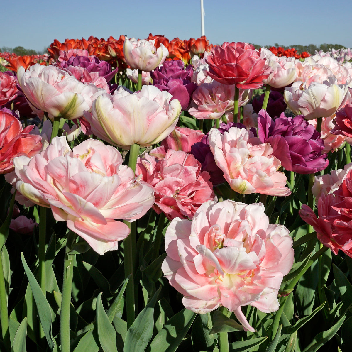 Metamorphic™ - Mixes - Fluwel