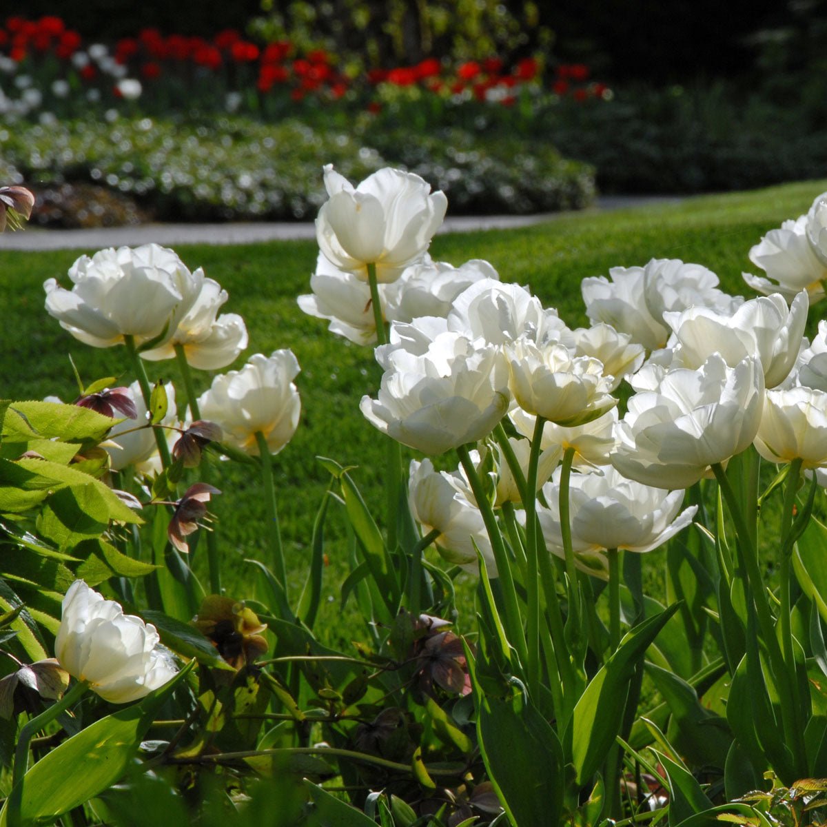 Mount Tacoma - Tulips - Fluwel