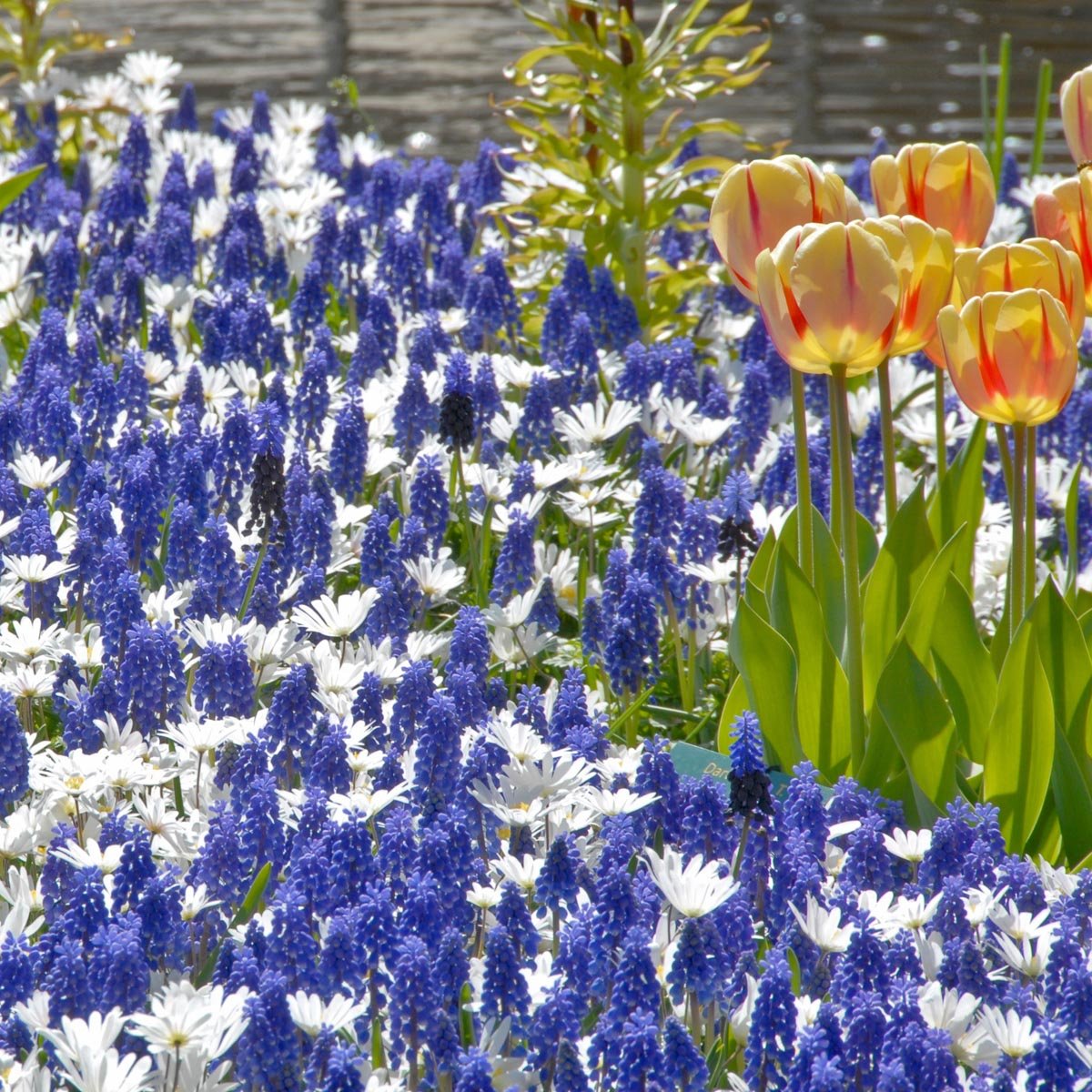 Muscari armeniacum - Spring specialty bulbs - Fluwel