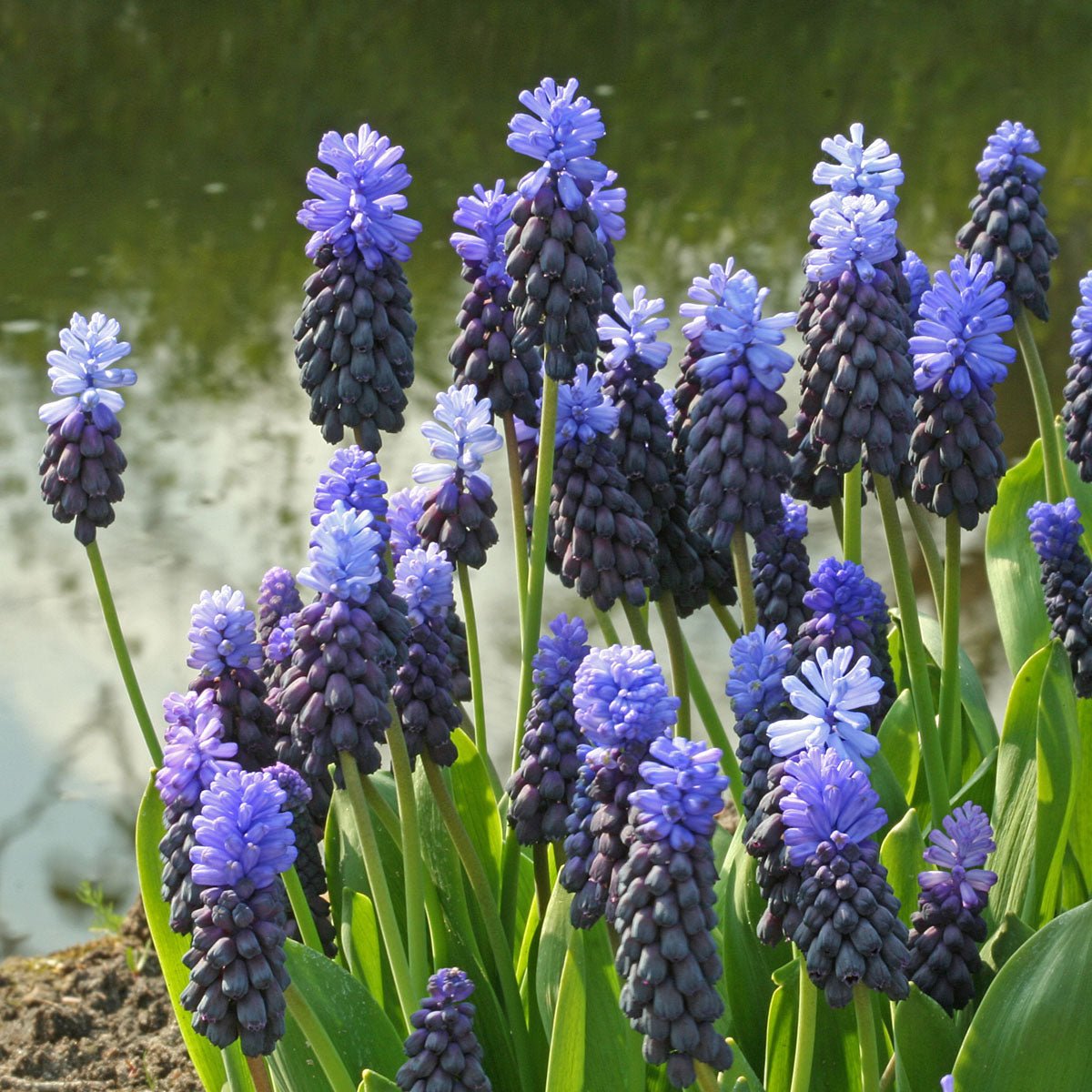 Muscari latifolium - Spring specialty bulbs - Fluwel