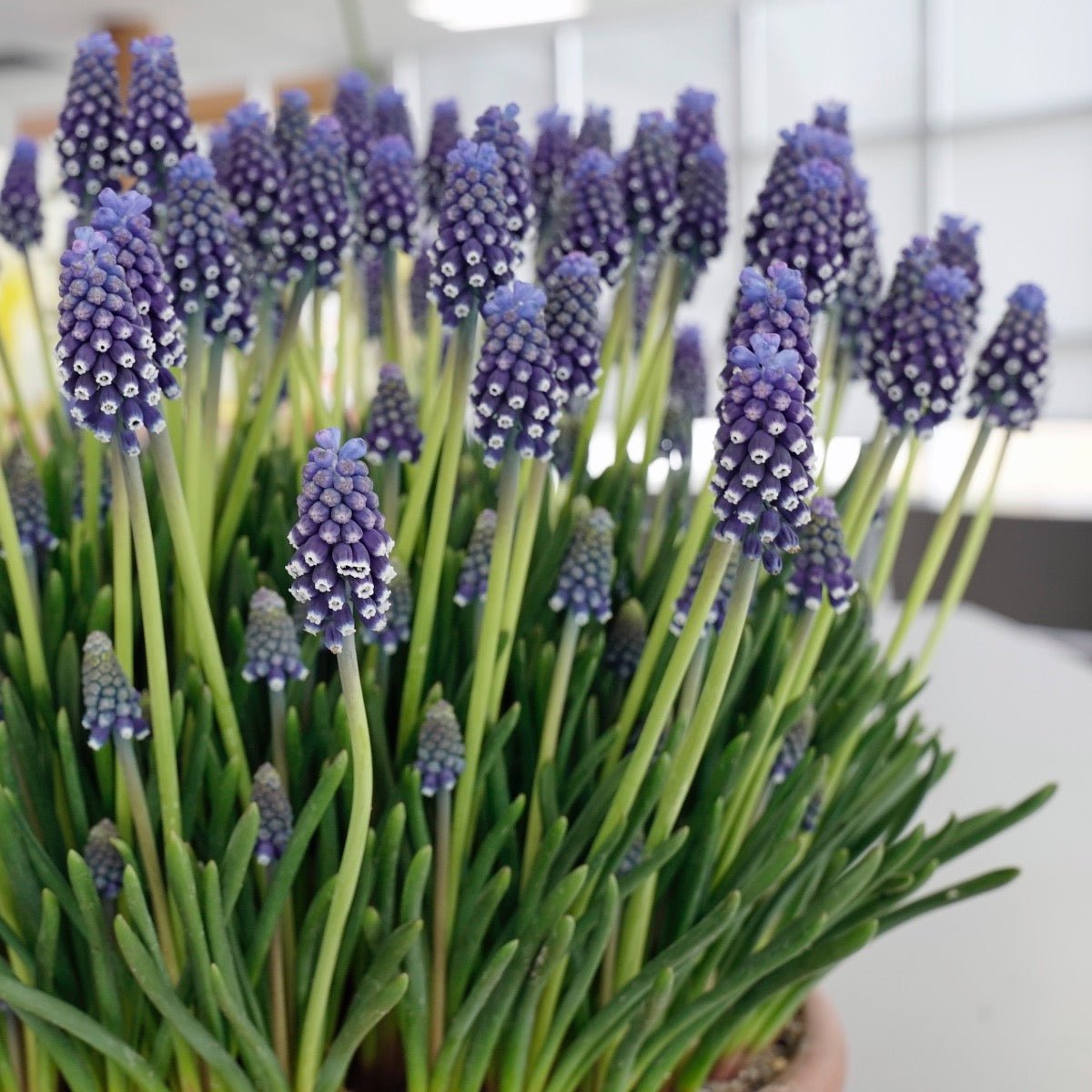 Muscari Night Eyes - Spring specialty bulbs - Fluwel