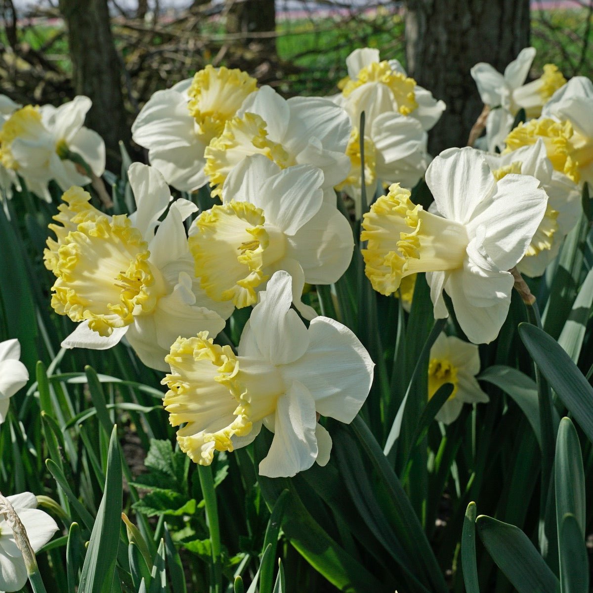My Dearest - Special Narcissus - Fluwel