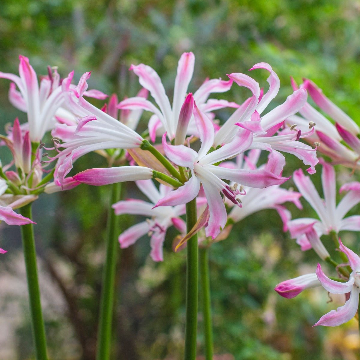 Nerine bowdenii Lipstick - Nerines - Fluwel